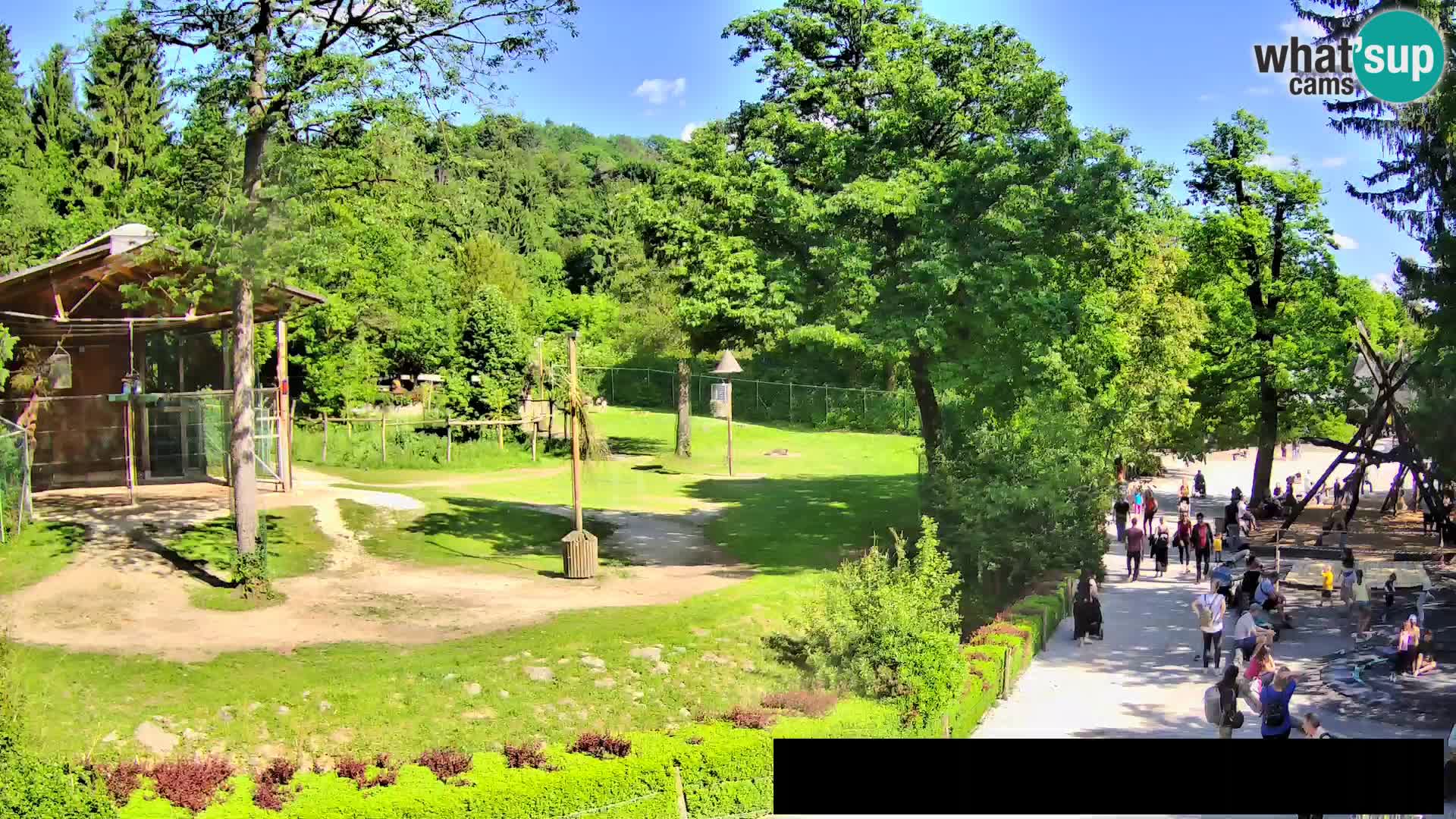 Webcam live Zoo Lubiana – Giraffe
