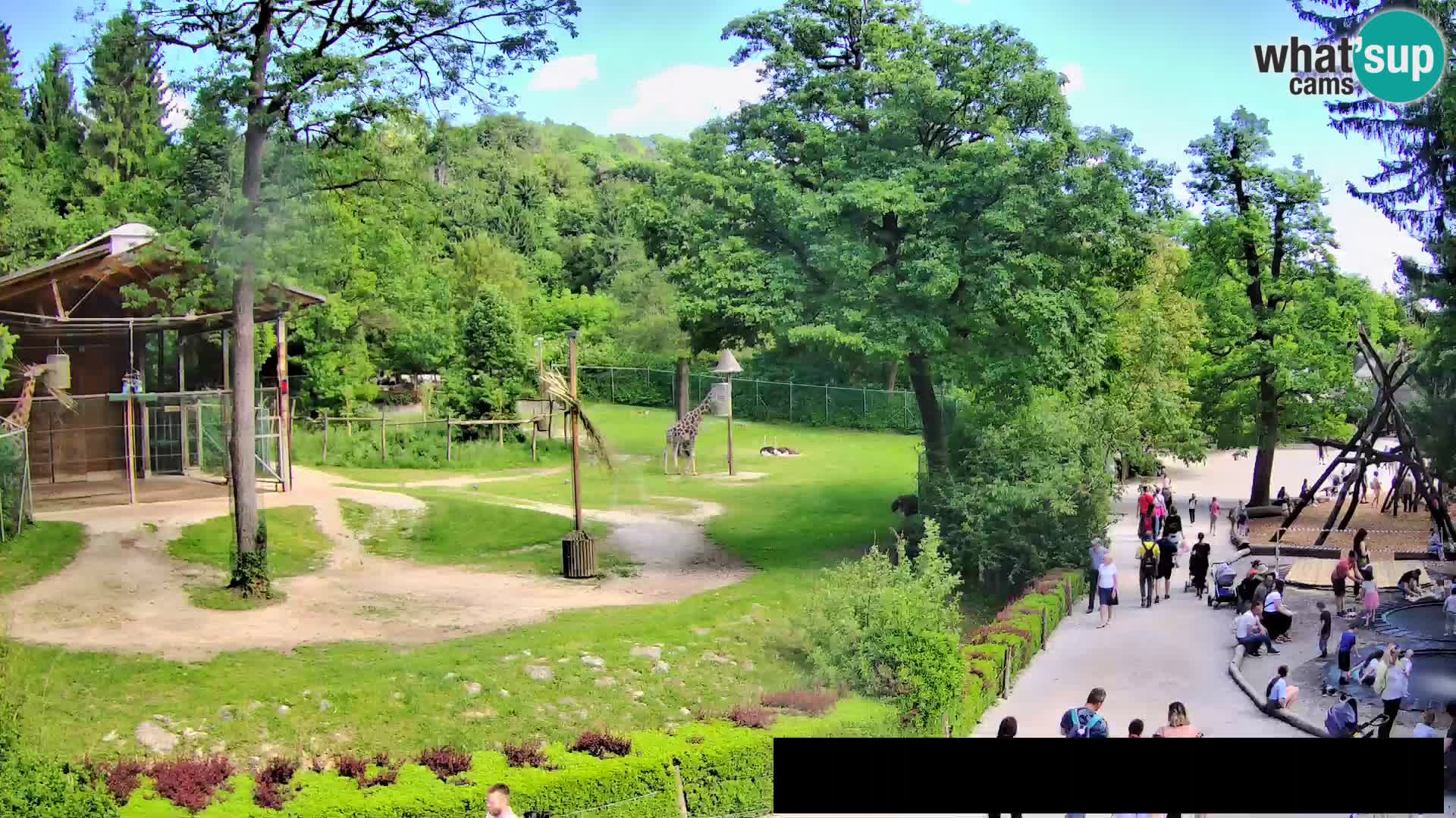 Webcam Zoo Ljubljana – Jirafas