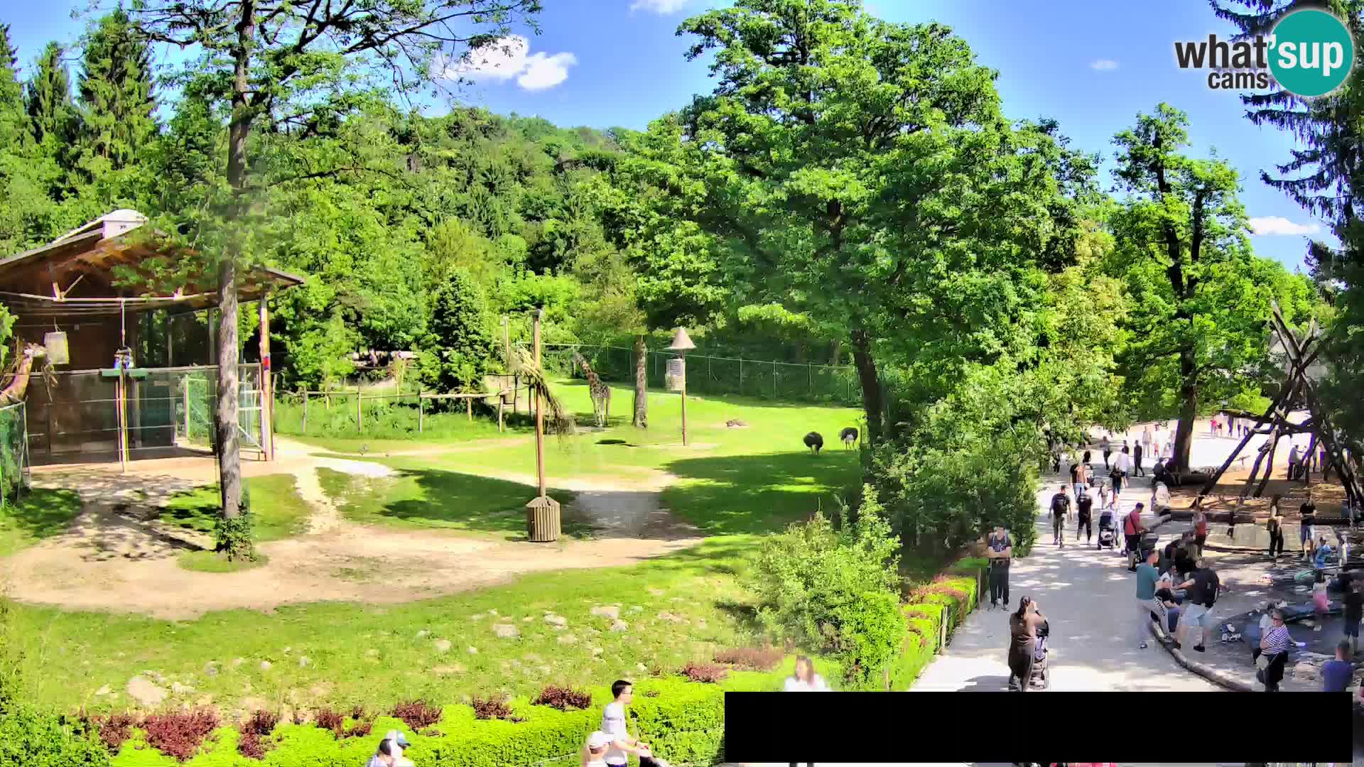 Webcam Zoo Ljubljana – Giraffes