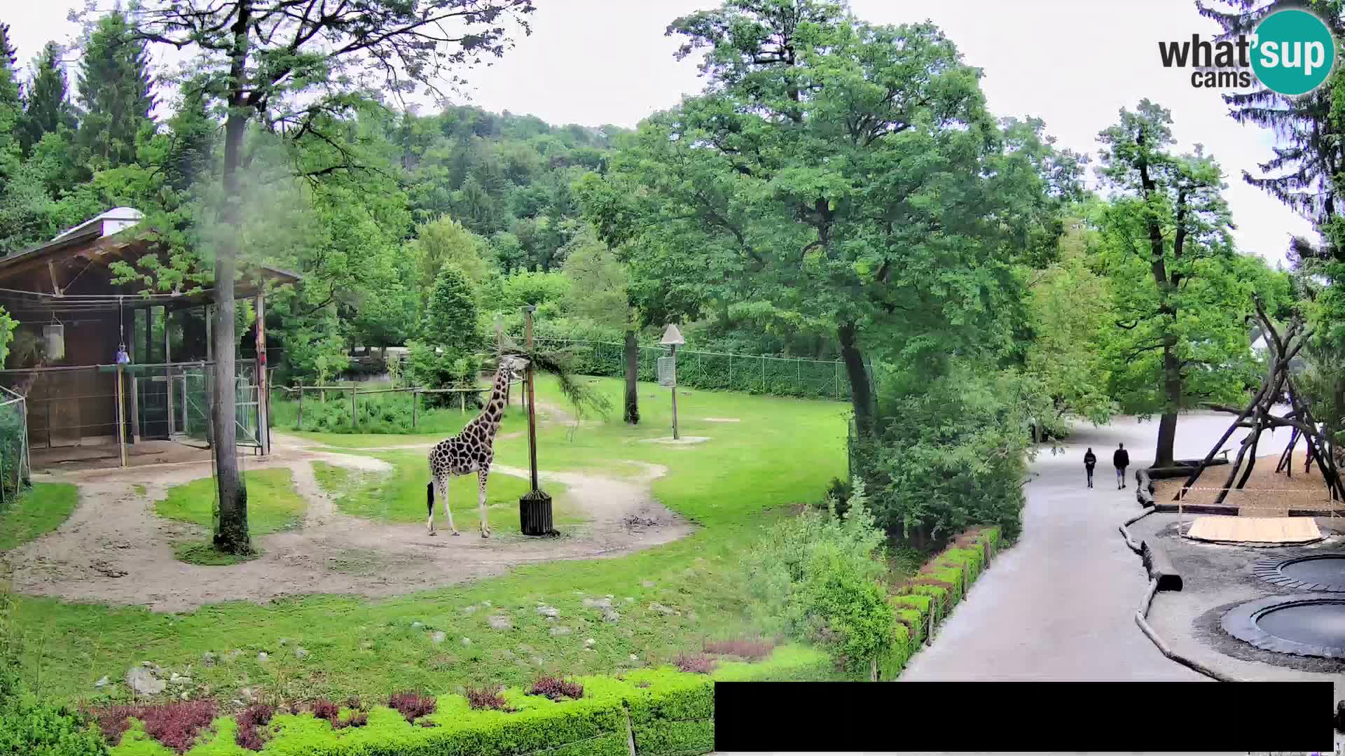 Webcam Zoo Ljubljana – Giraffes