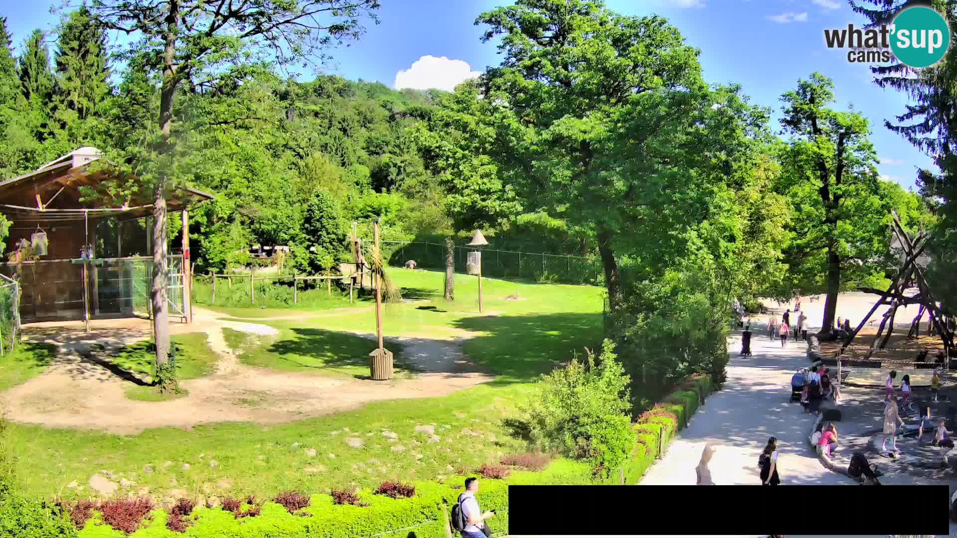 Webcam Zoo Ljubljana – Giraffes