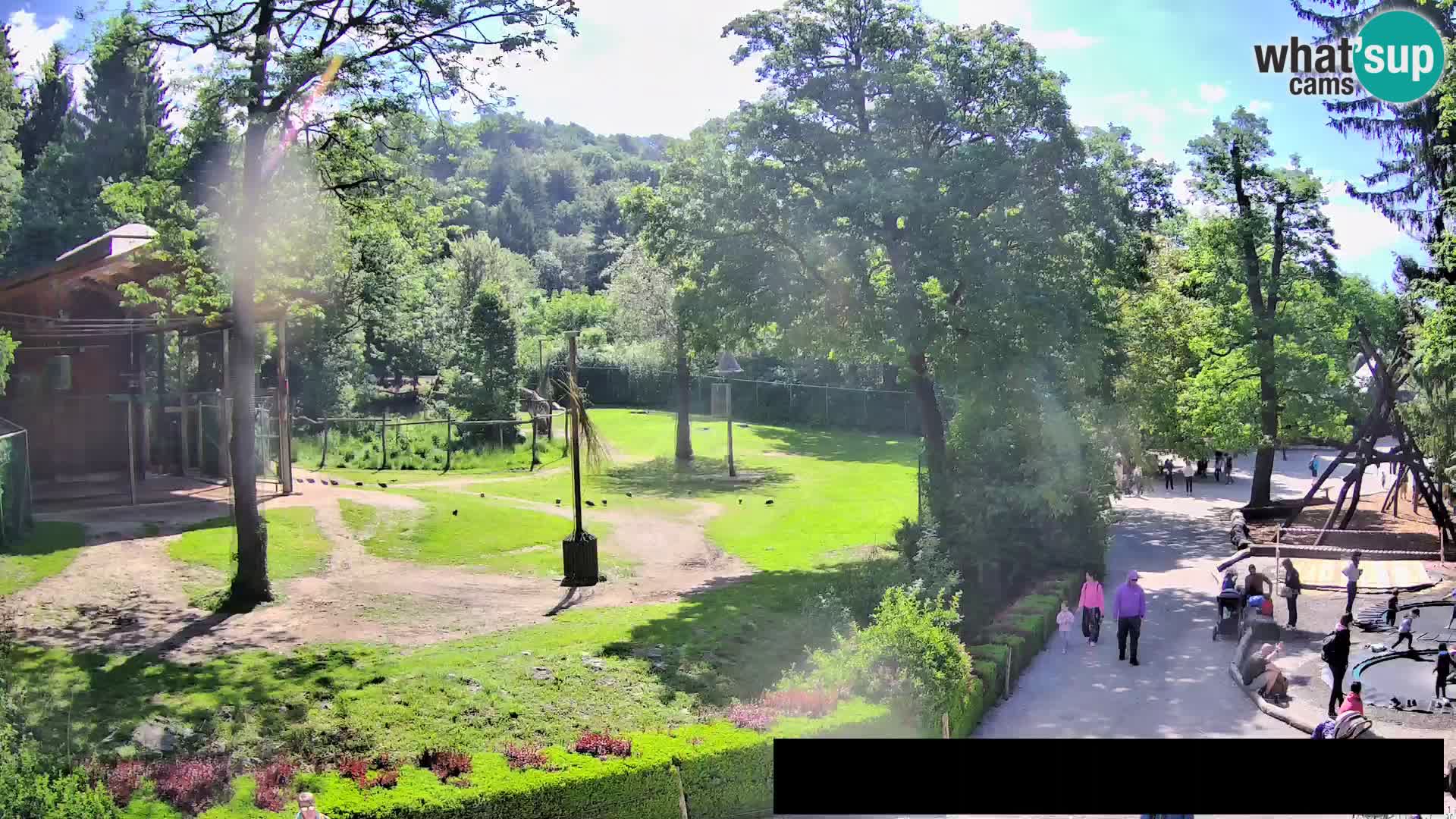 Webcam Zoo Ljubljana – Giraffes