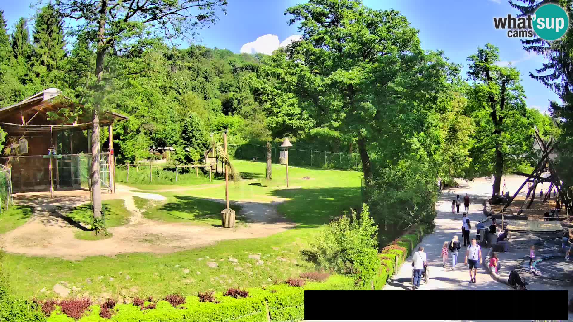 Webcam live Zoo Lubiana – Giraffe