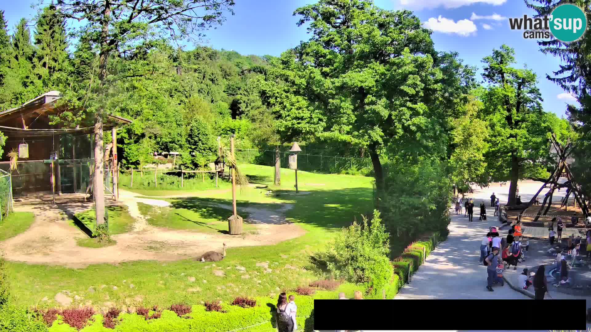 Web kamera Zoo Ljubljana – Žirafe
