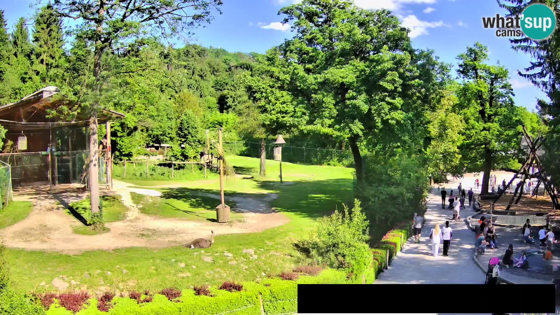 Web kamera Zoo Ljubljana – Žirafe