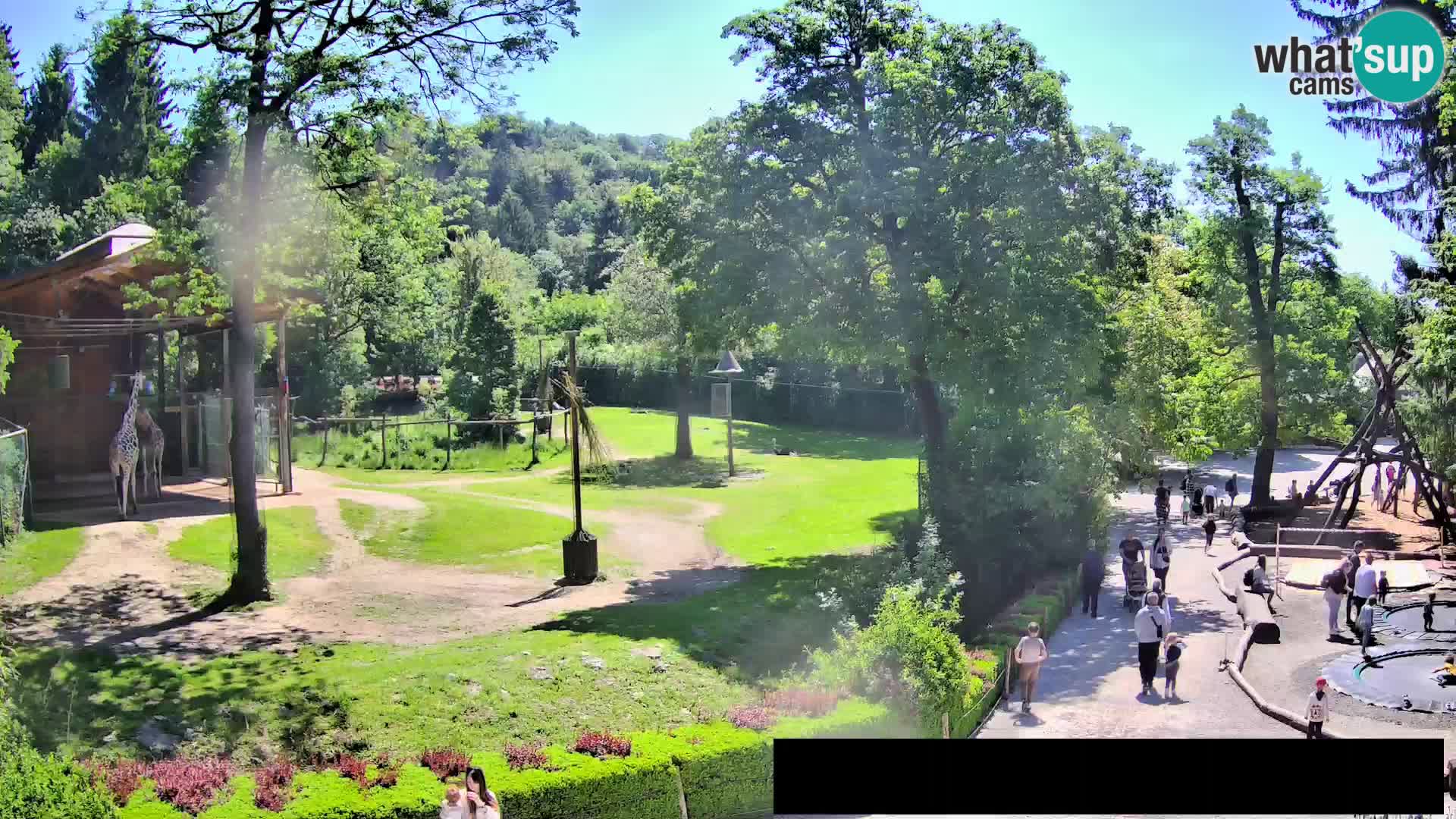 Webcam Zoo Ljubljana – Giraffes