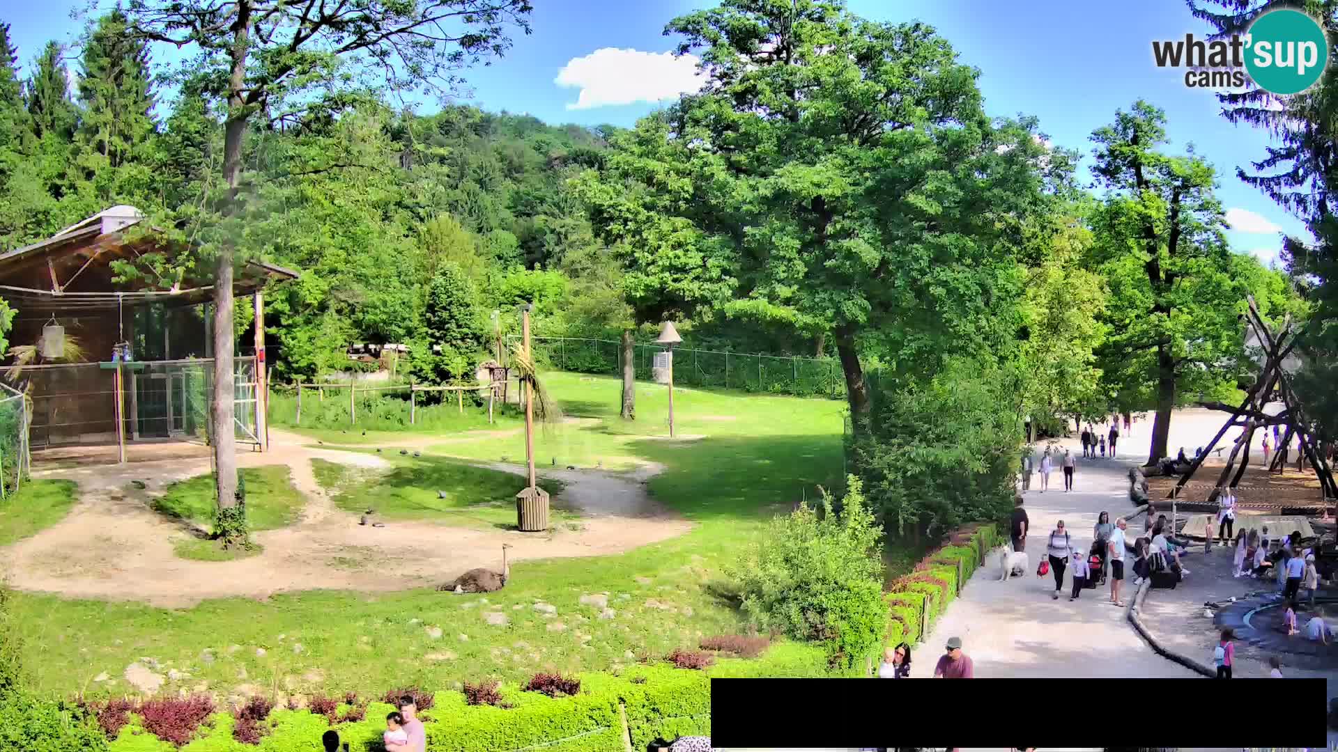 Webcam Zoo Ljubljana – Jirafas