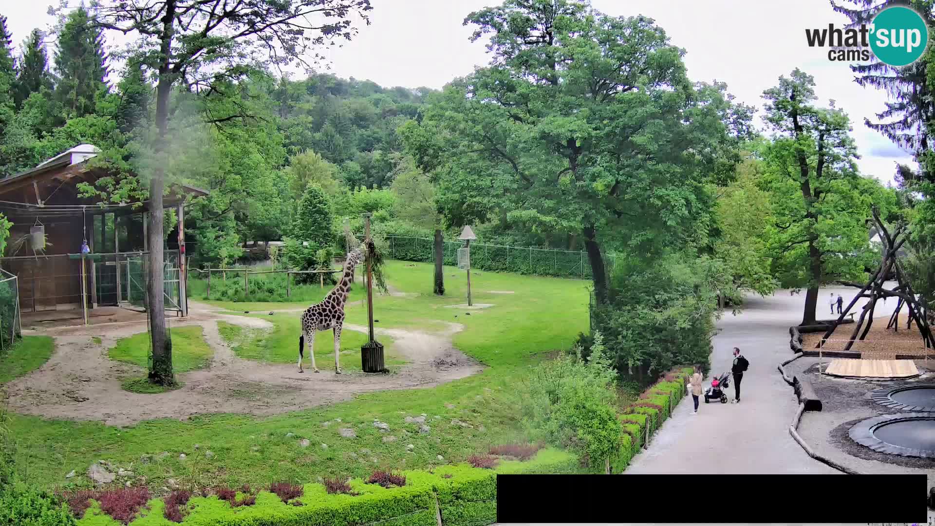 Webcam Zoo Ljubljana – Giraffes