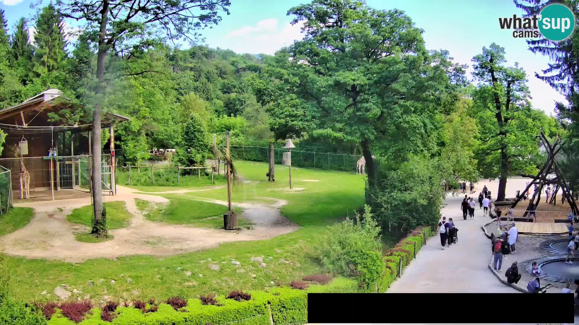 Webcam live Zoo Lubiana – Giraffe
