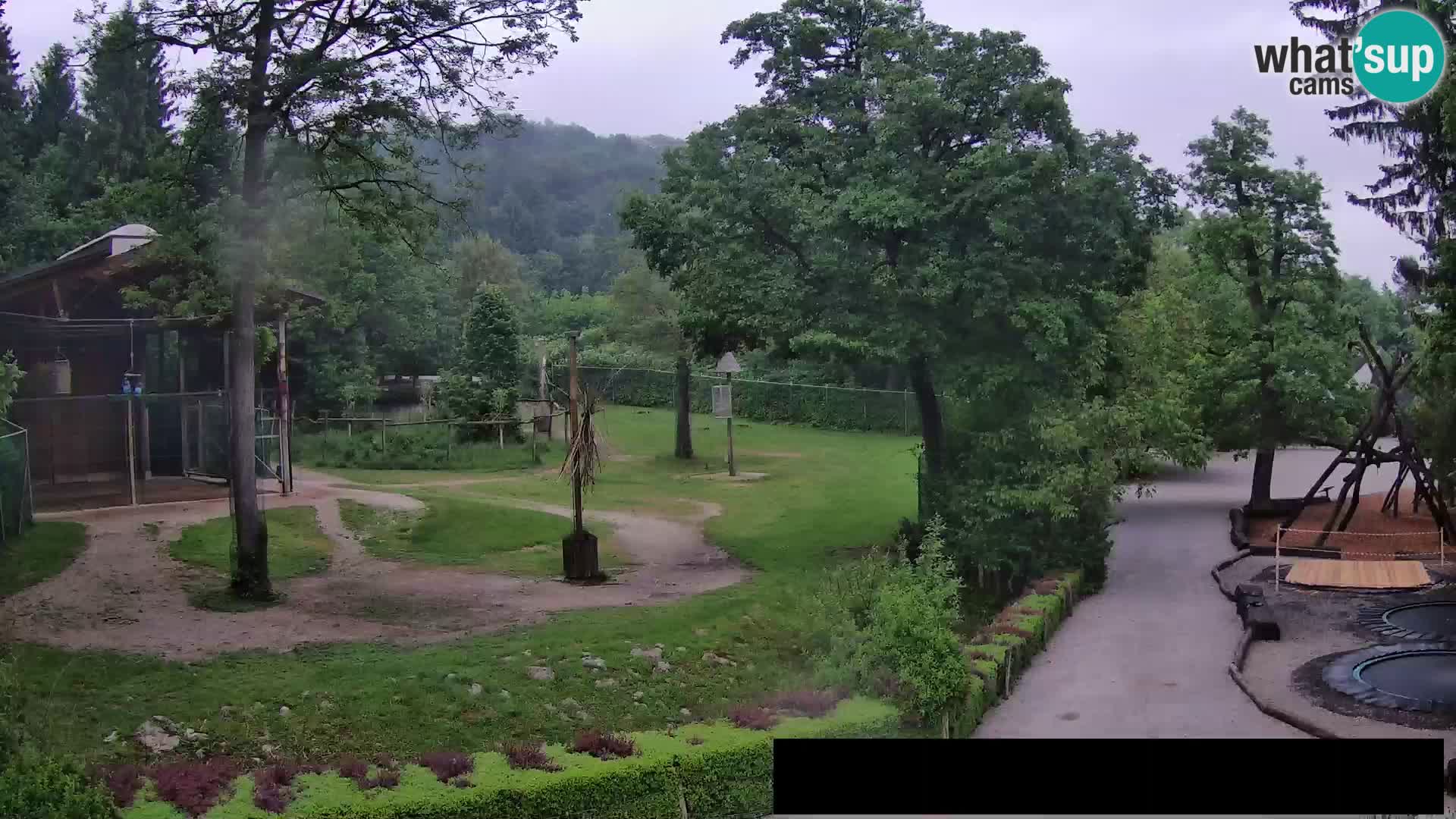 Webcam live Zoo Lubiana – Giraffe