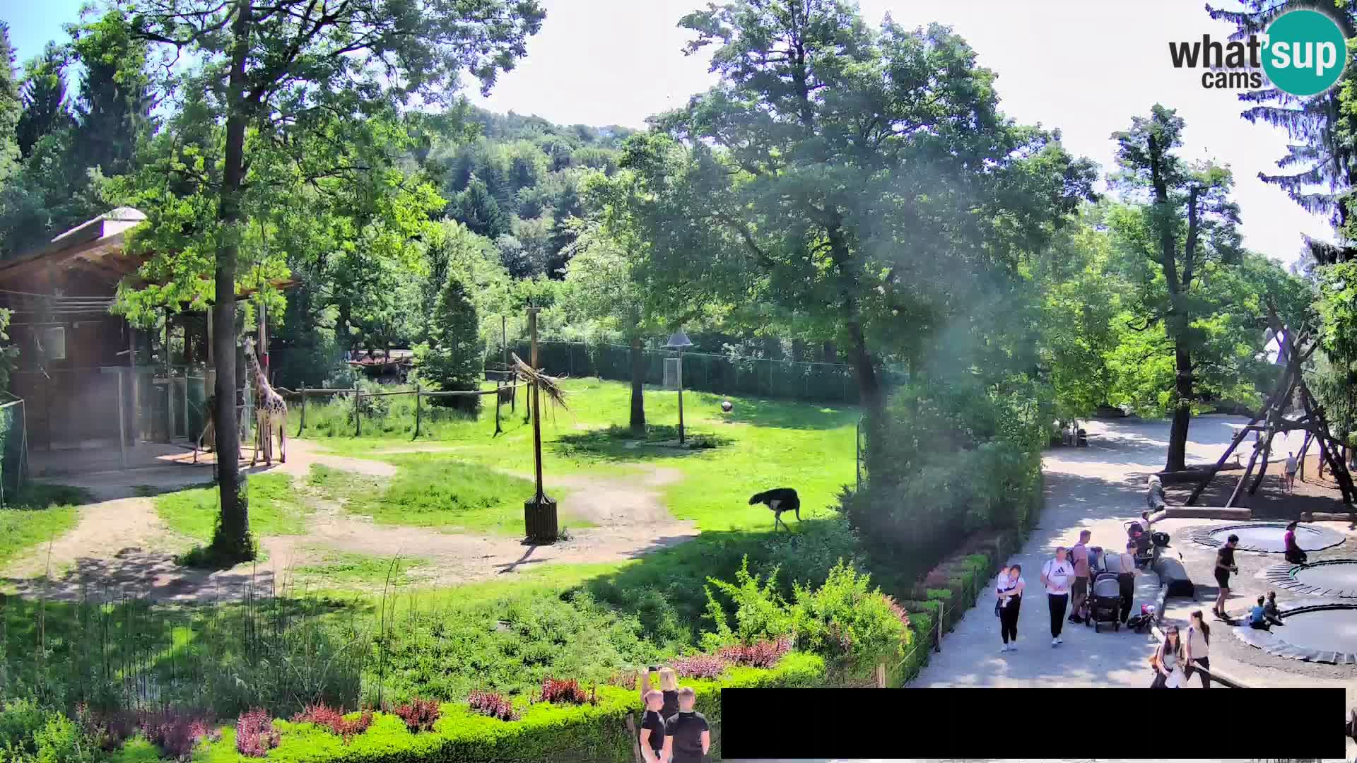 Web kamera Zoo Ljubljana – Žirafe