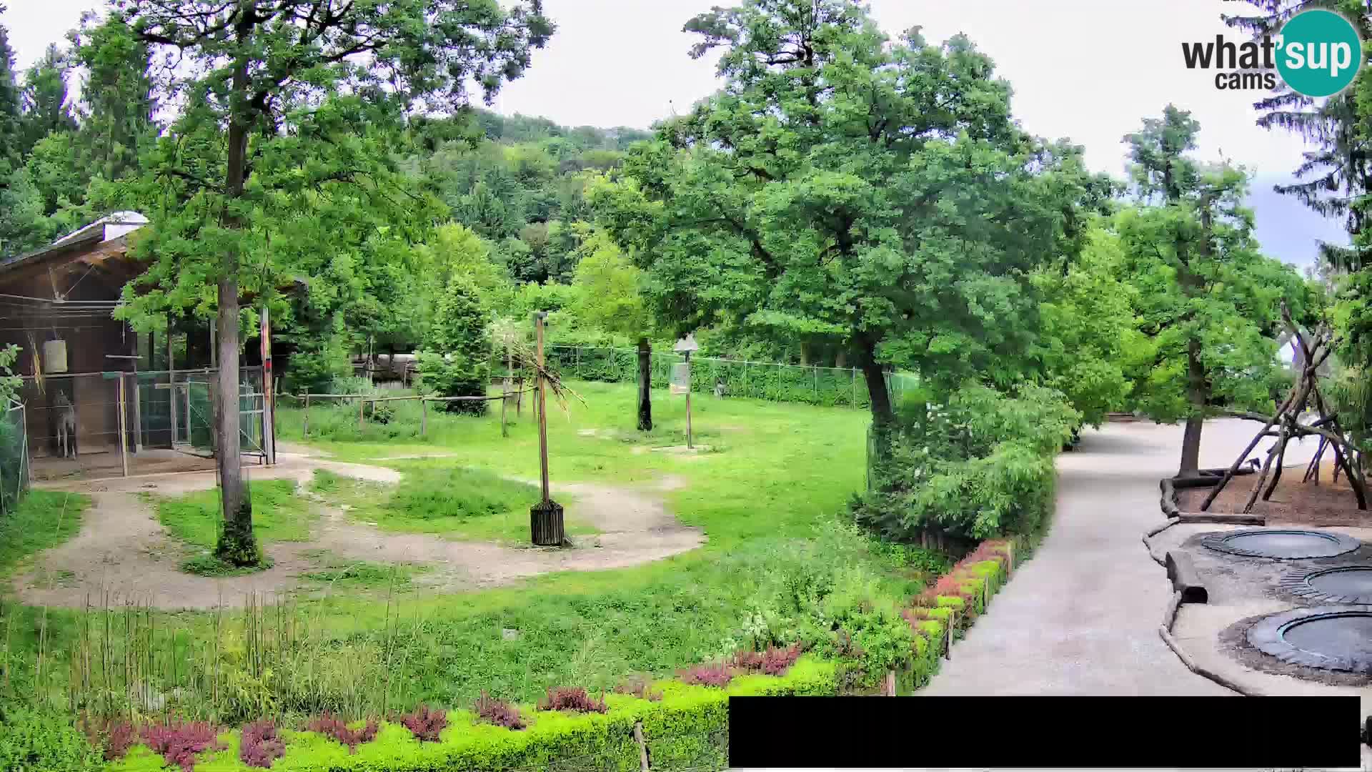 Webcam Zoo Ljubljana – Giraffen