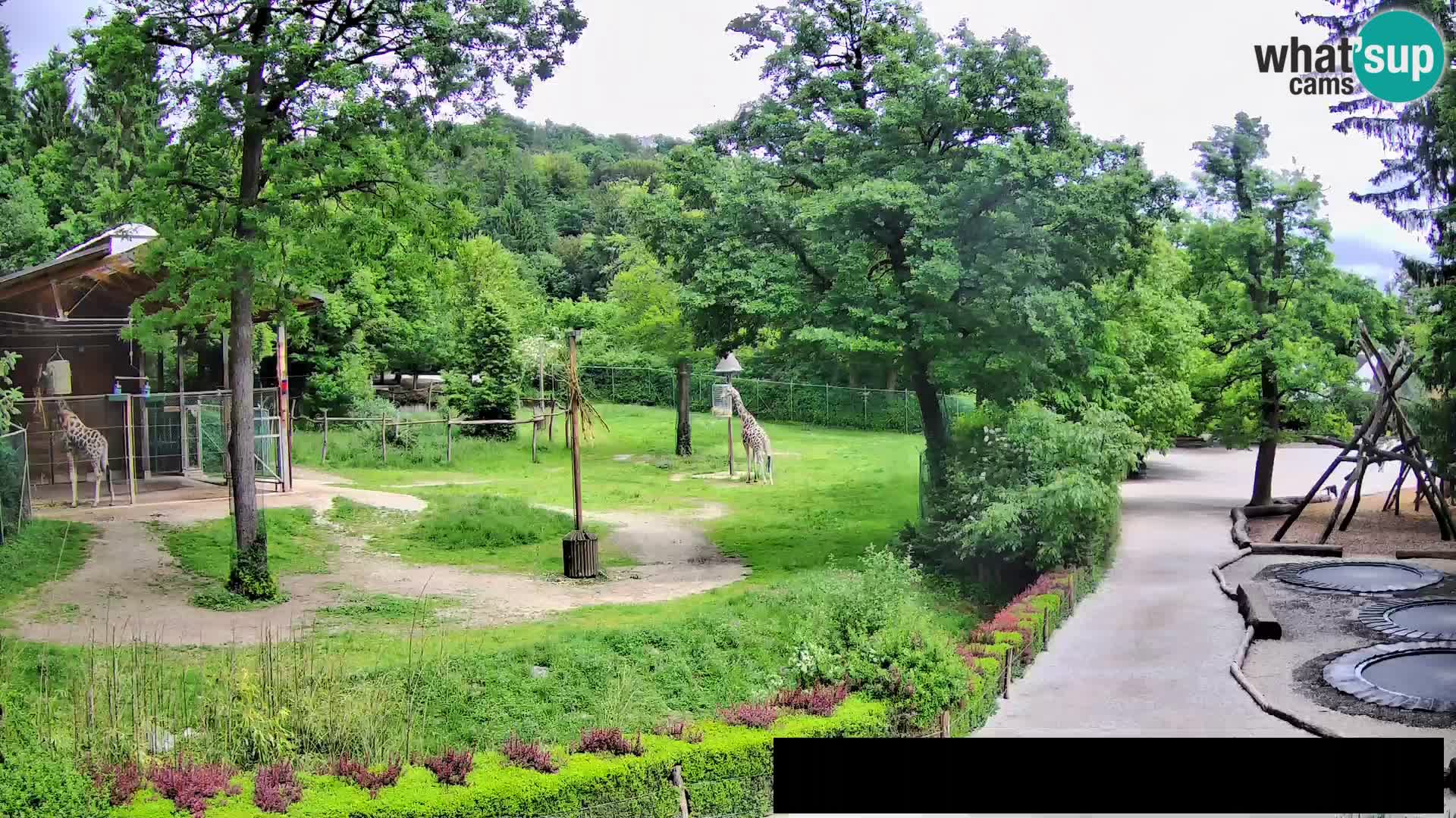 Webcam Zoo Ljubljana – Giraffen
