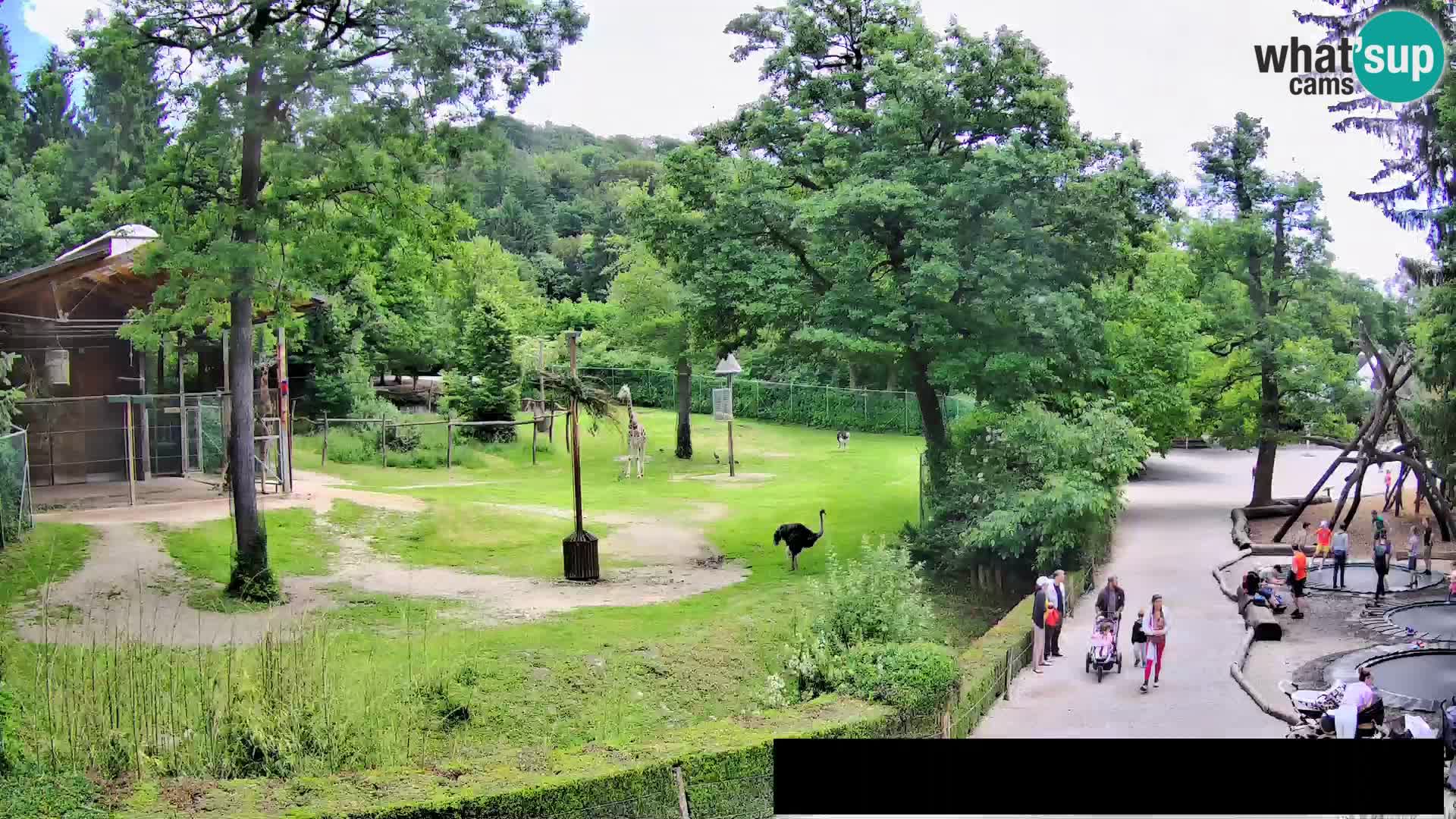 Webcam live Zoo Lubiana – Giraffe