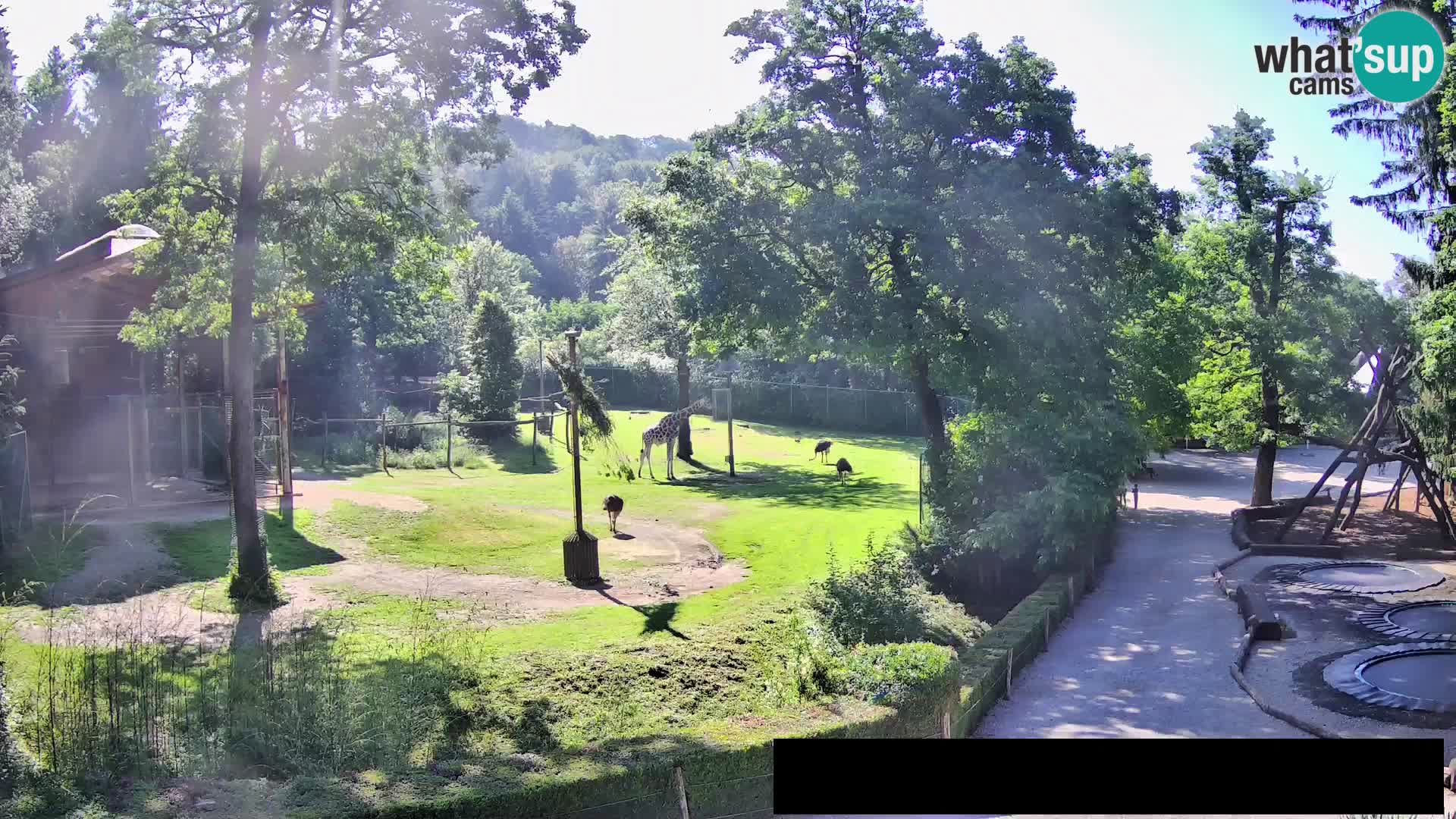 Webcam live Zoo Lubiana – Giraffe