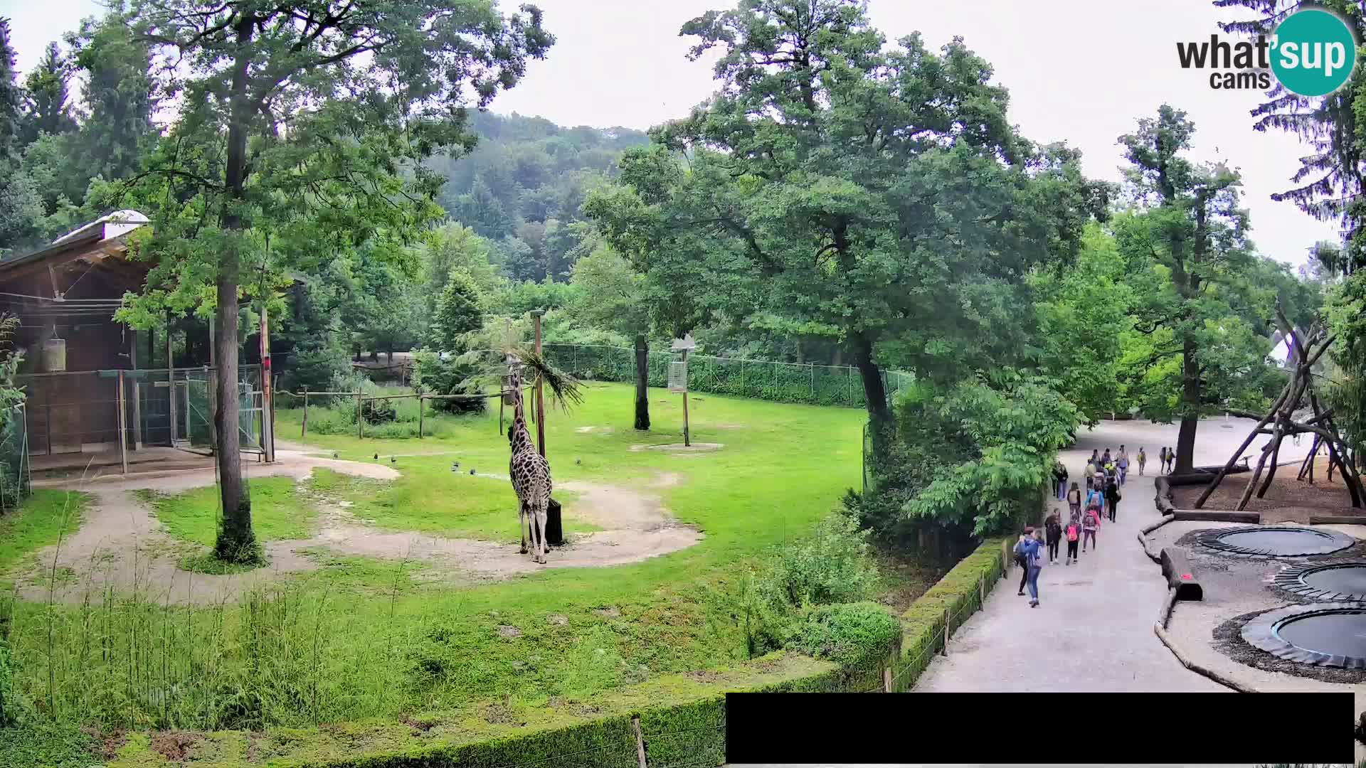 Webcam Zoo Ljubljana – Giraffes