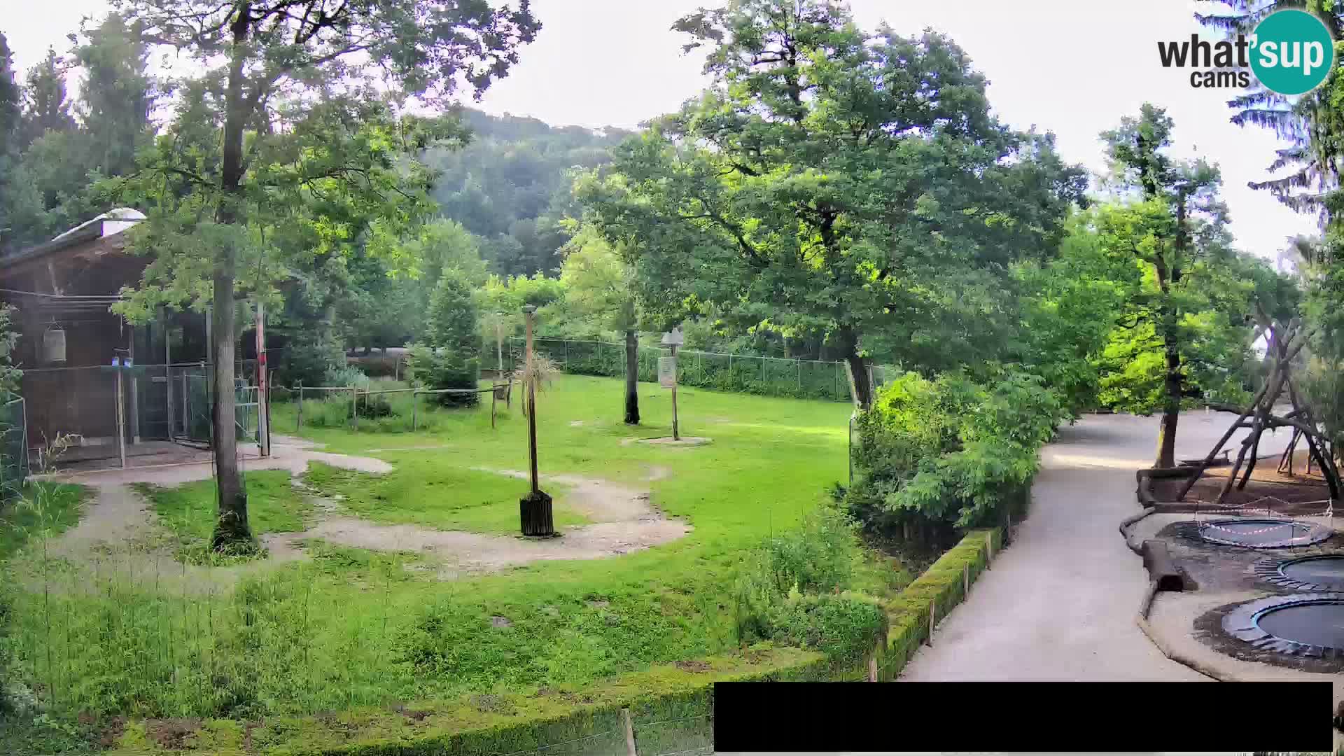 Spletna kamera Živalski vrt Ljubljana – Žirafe