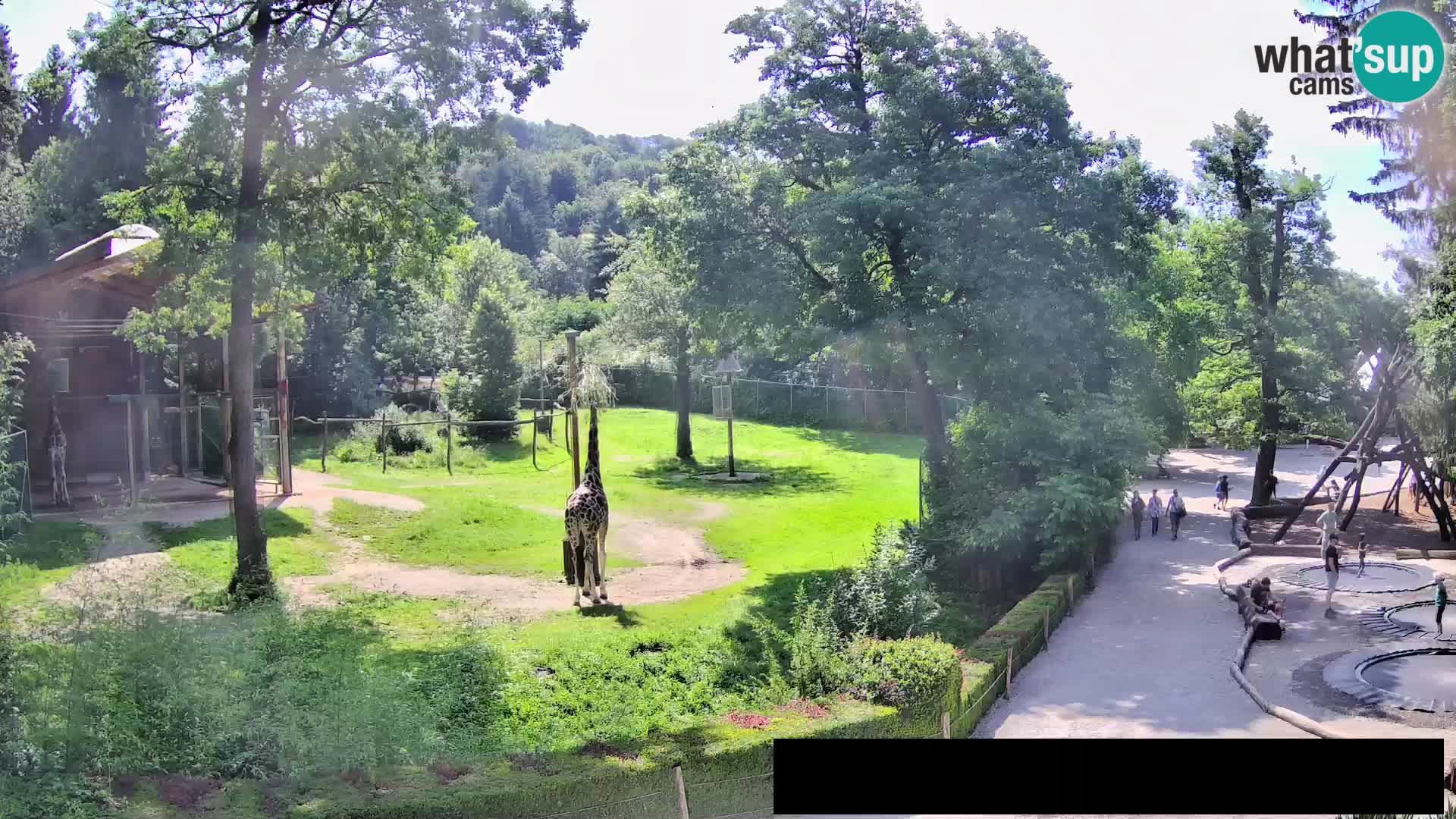 Spletna kamera Živalski vrt Ljubljana – Žirafe