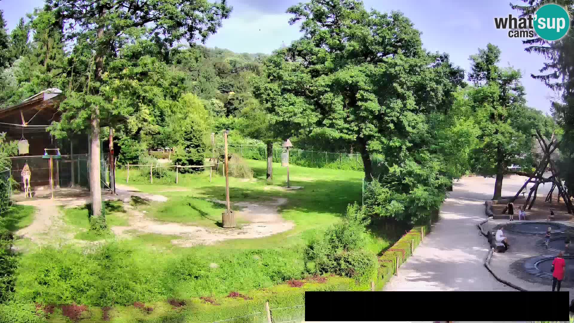 Webcam Zoo Ljubljana – Giraffes