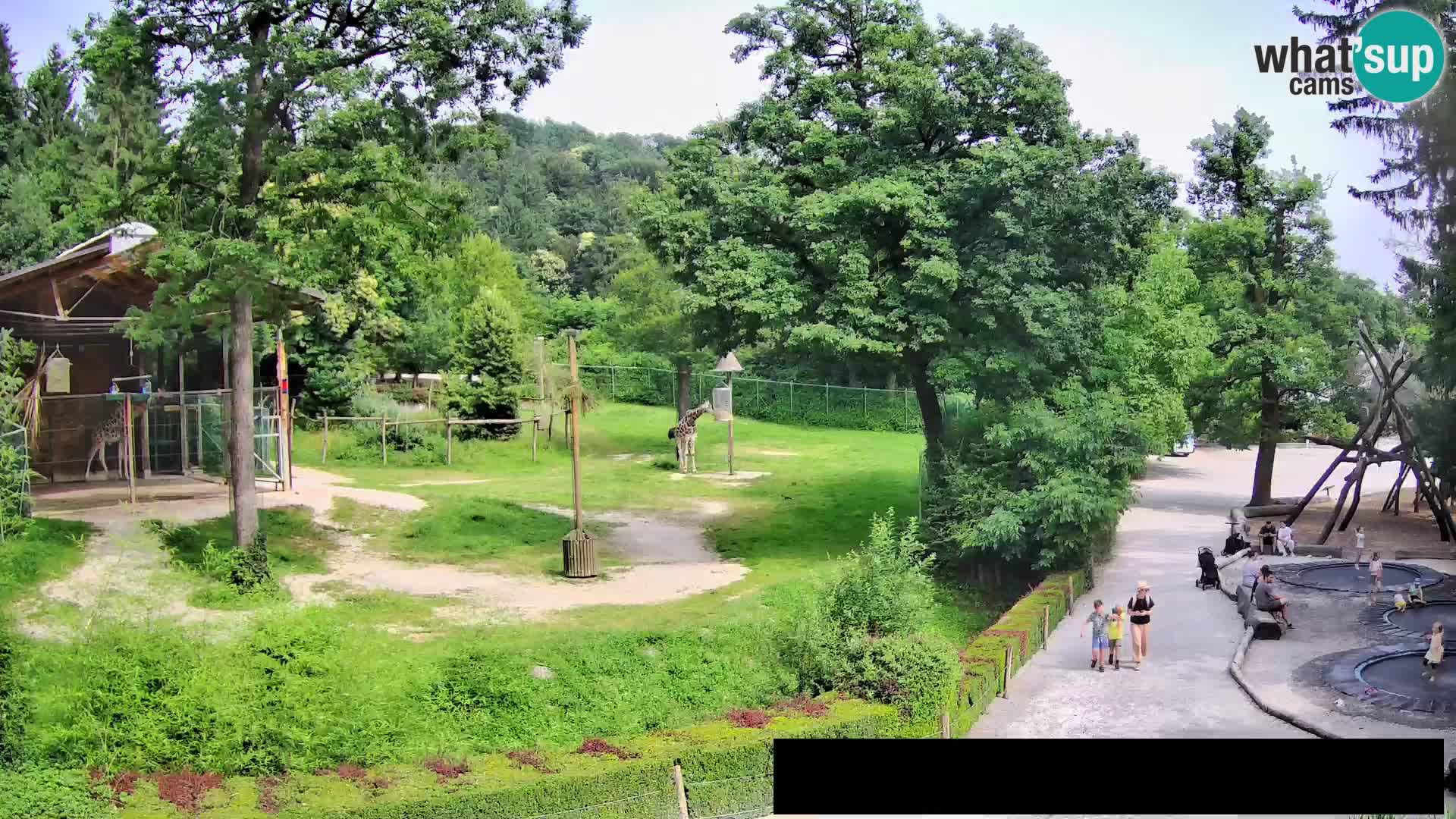 Web kamera Zoo Ljubljana – Žirafe