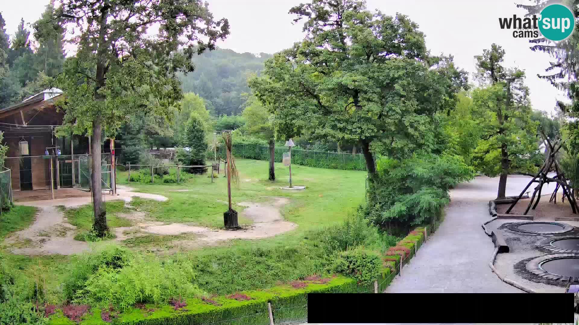 Webcam Zoo Ljubljana – Giraffes