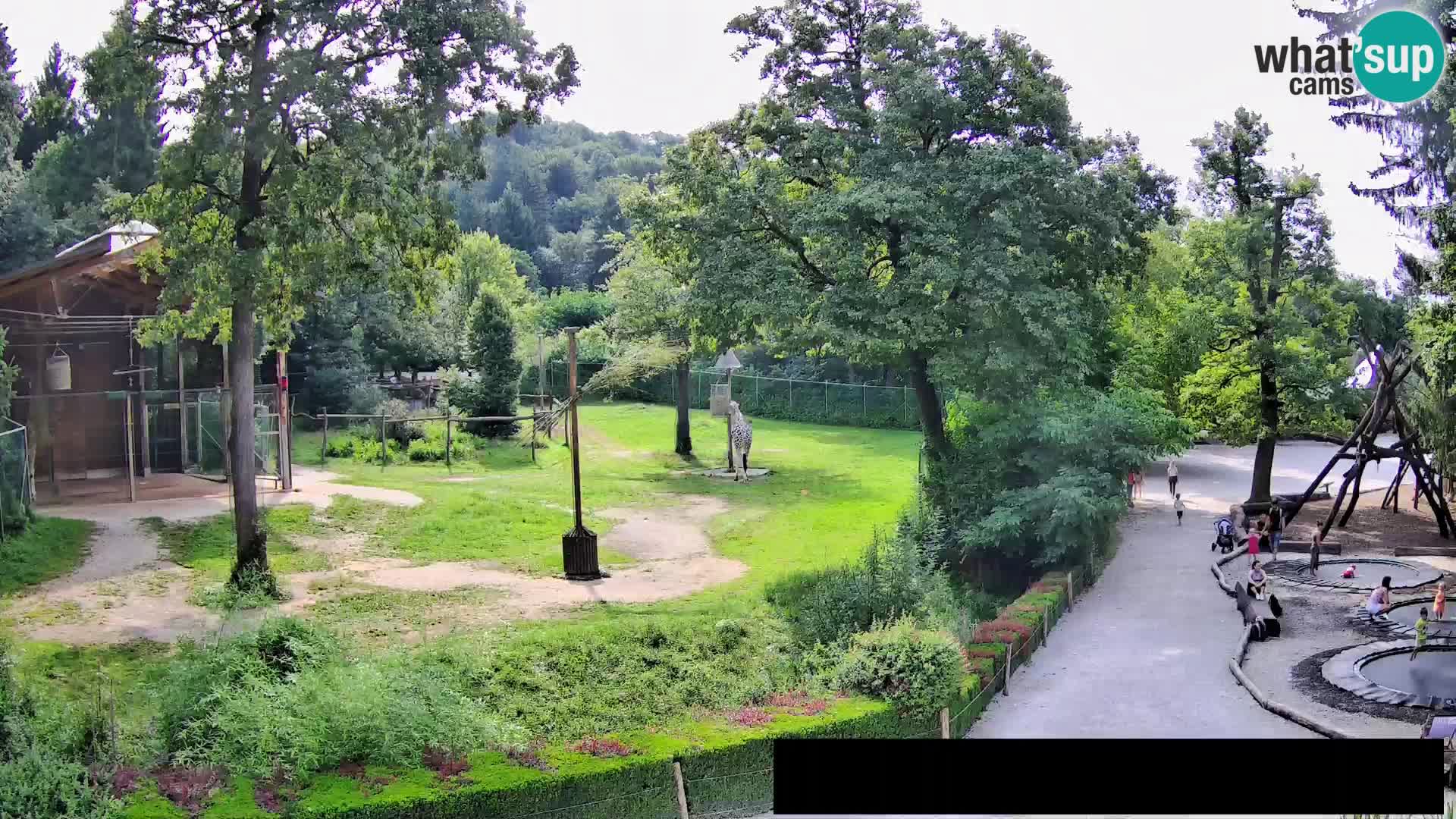 Webcam live Zoo Lubiana – Giraffe