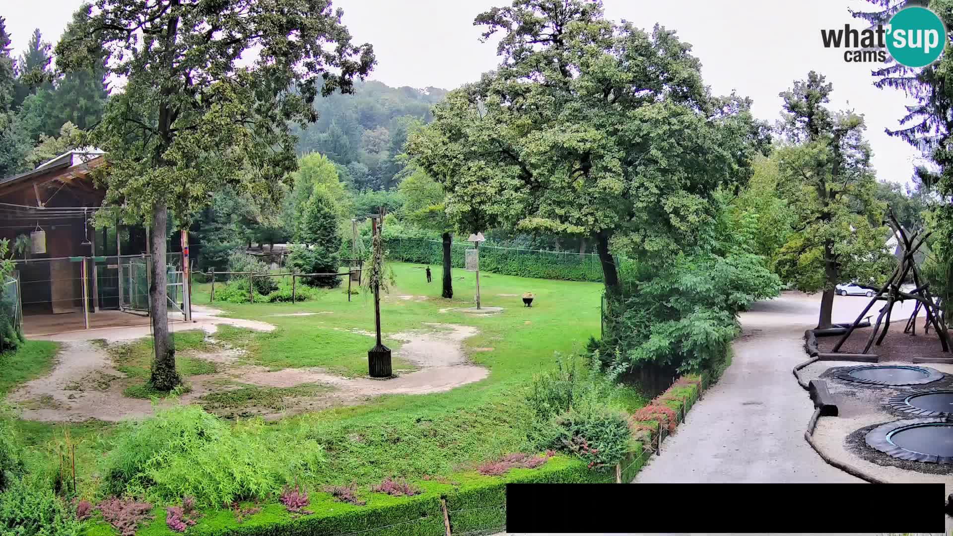 Webcam Zoo Ljubljana – Giraffes