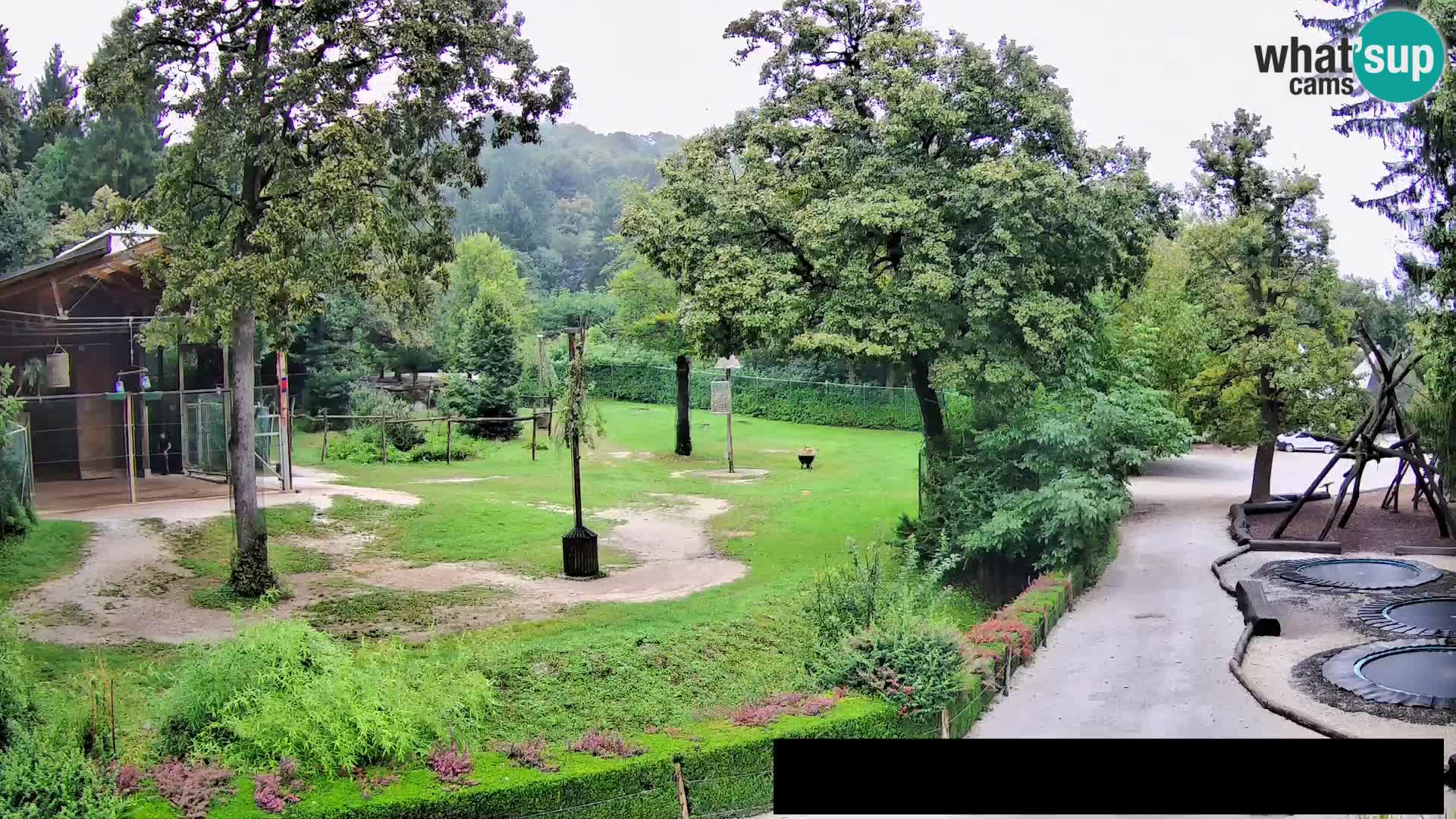 Webcam Zoo Ljubljana – Giraffes