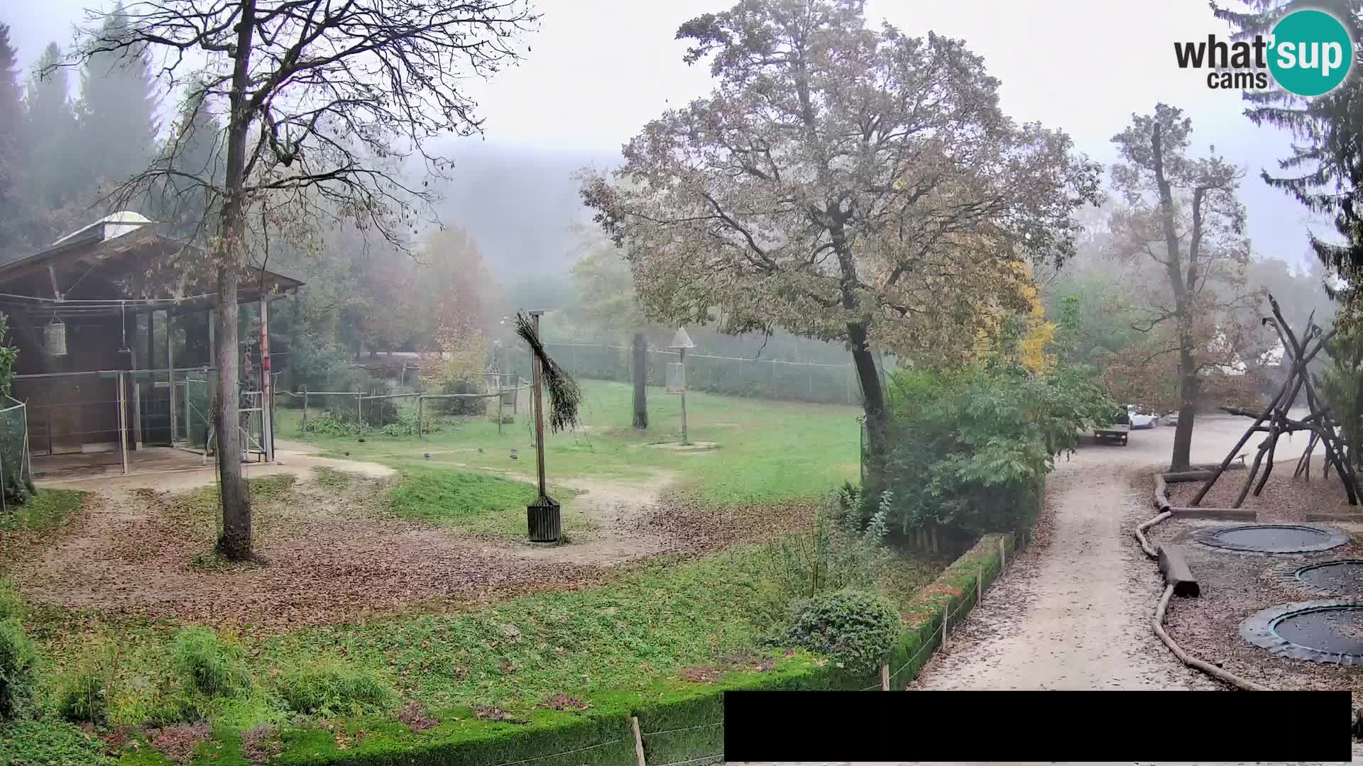 Webcam Zoo Ljubljana – Giraffes