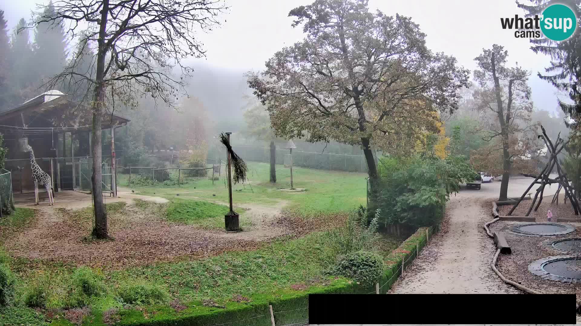 Webcam Zoo Ljubljana – Giraffes