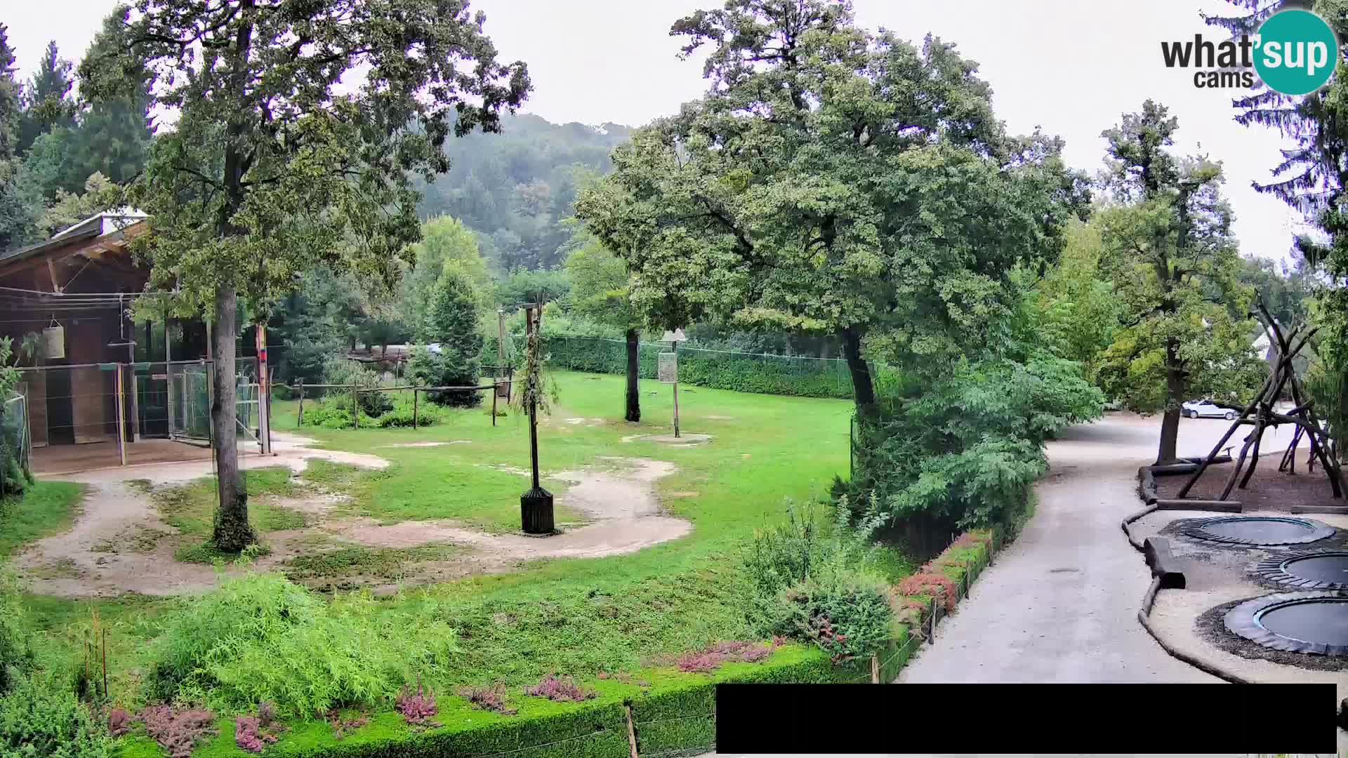 Webcam Zoo Ljubljana – Jirafas