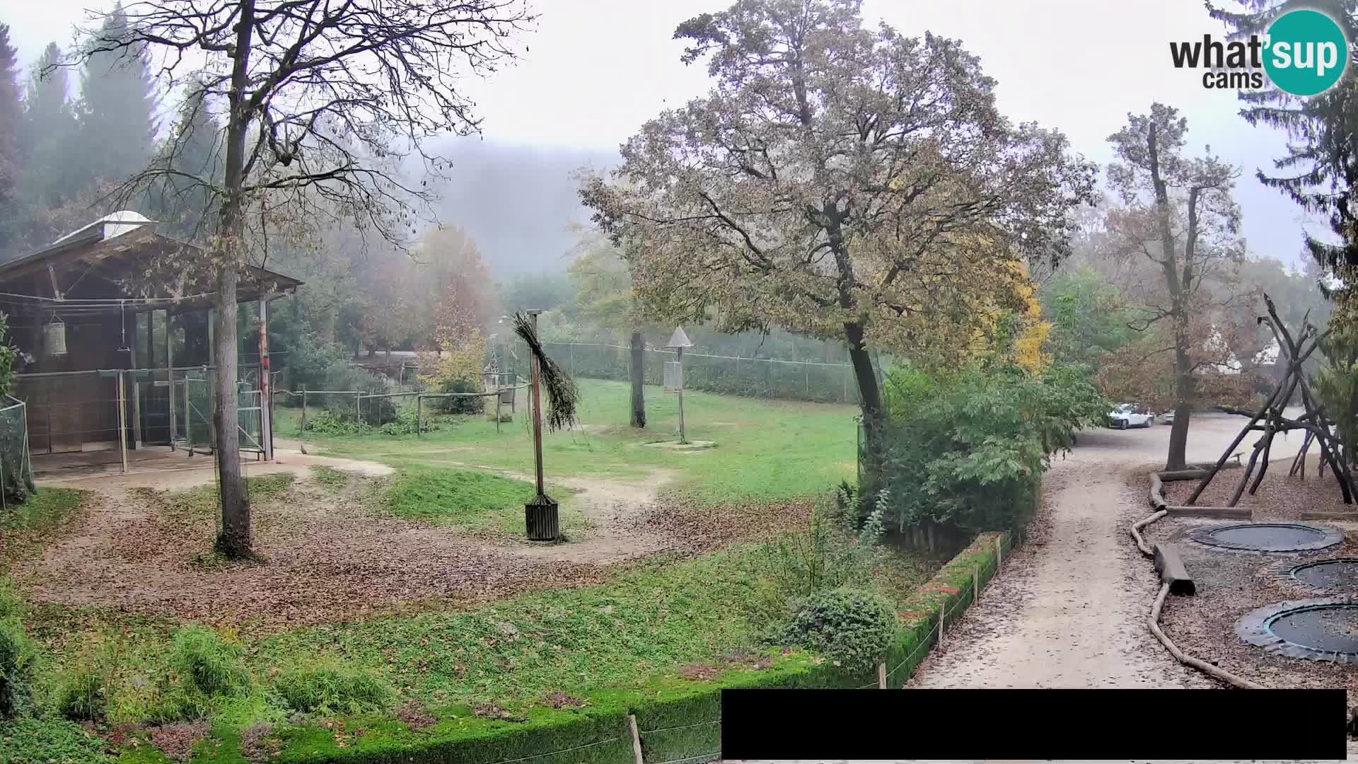 Webcam Zoo Ljubljana – Giraffes