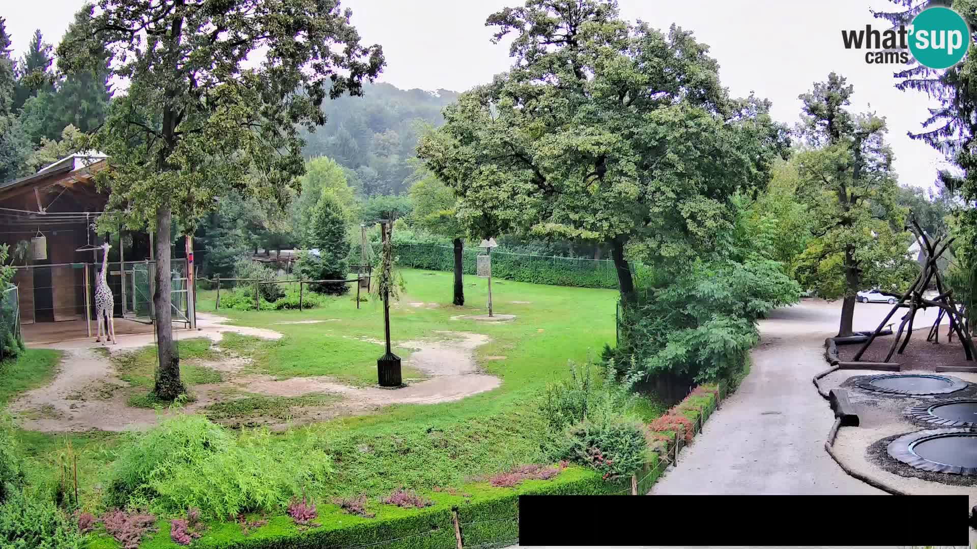 Webcam Zoo Ljubljana – Giraffes