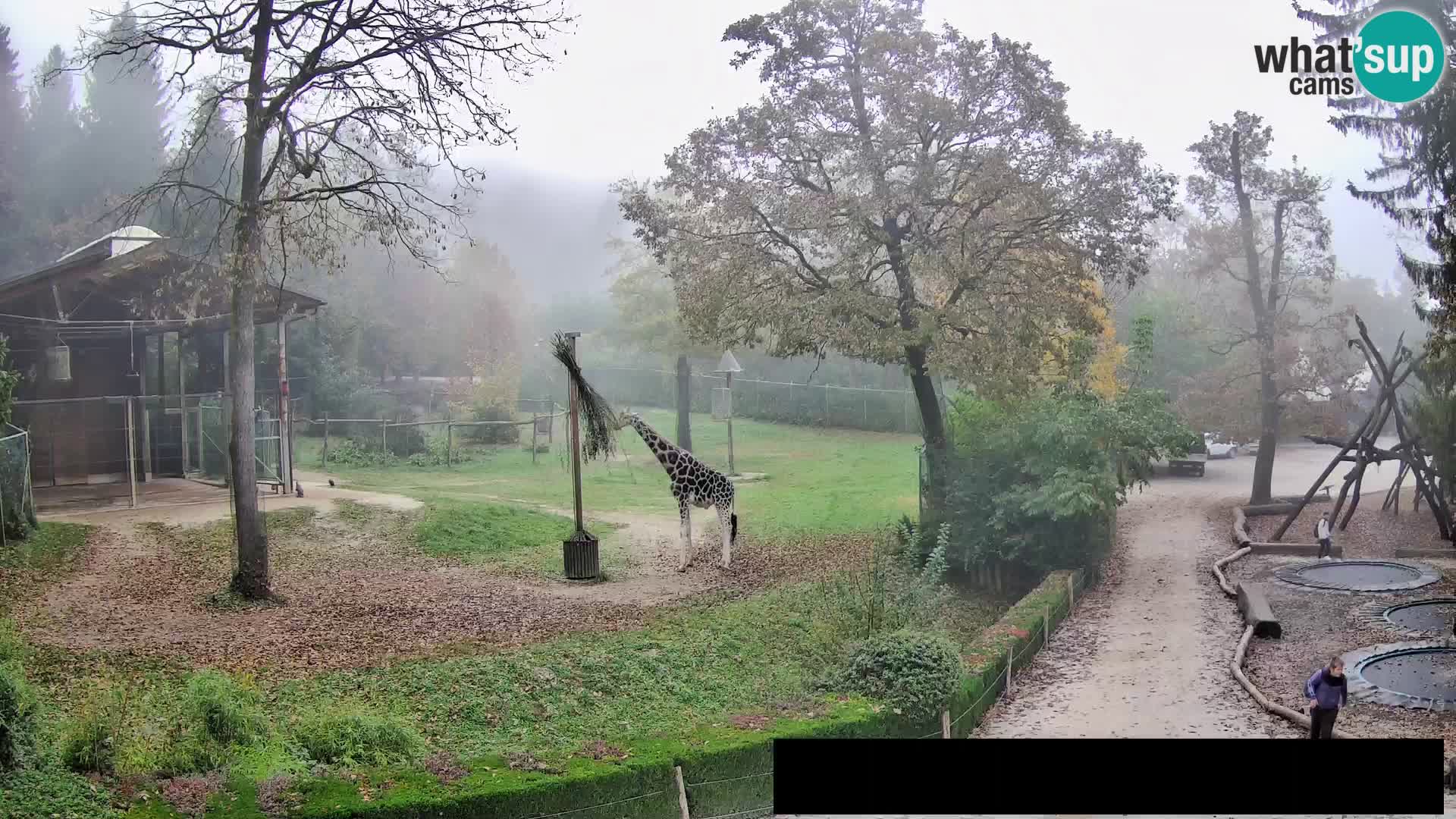 Webcam Zoo Ljubljana – Giraffen