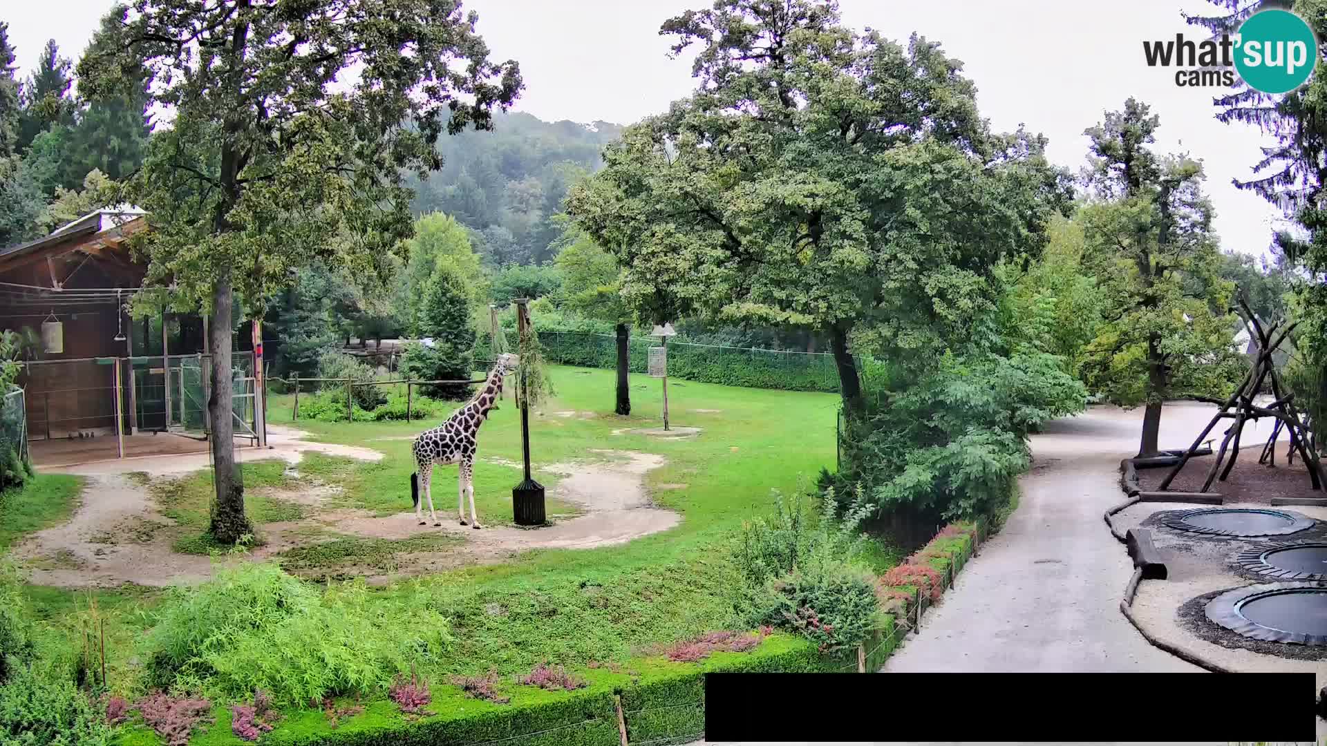 Webcam Zoo Ljubljana – Giraffes