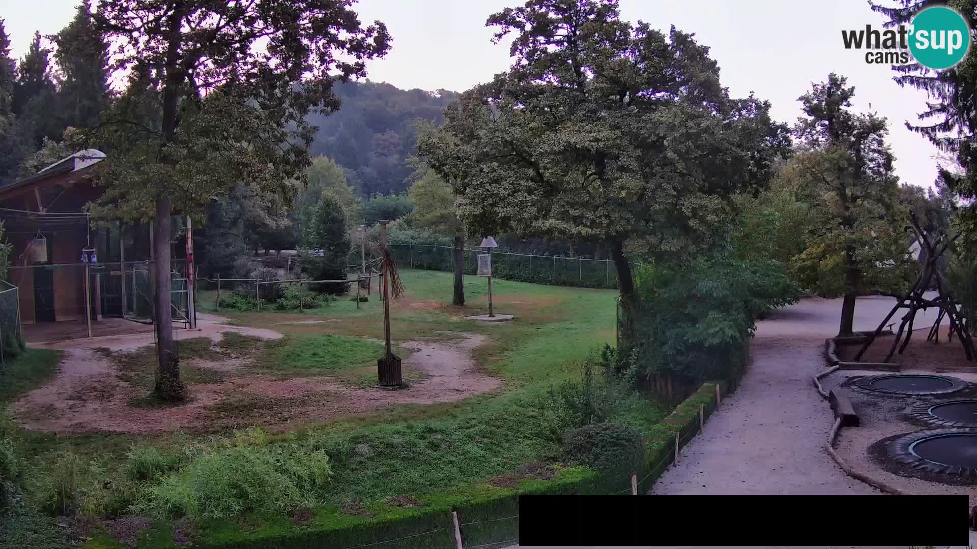 Webcam Zoo Ljubljana – Giraffes