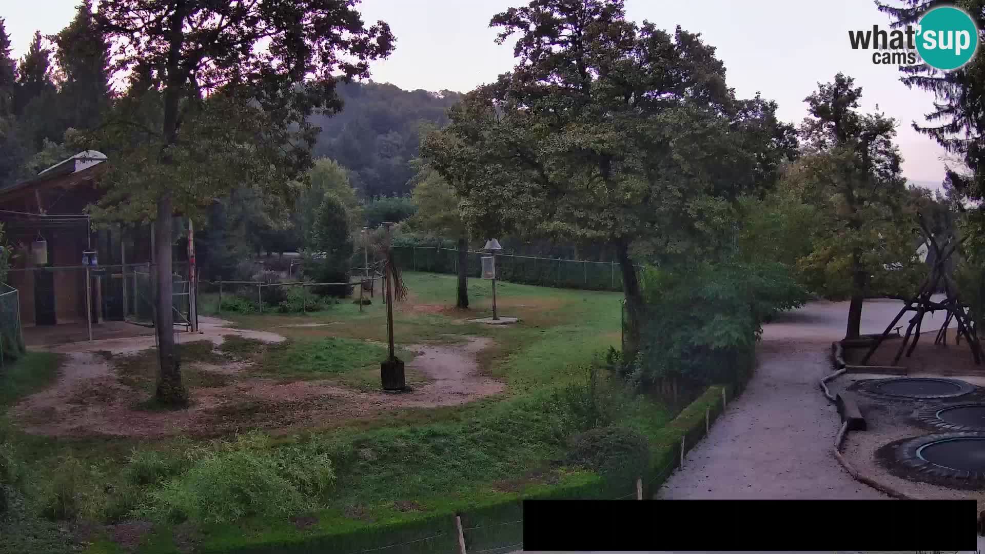 Webcam Zoo Ljubljana – Giraffen