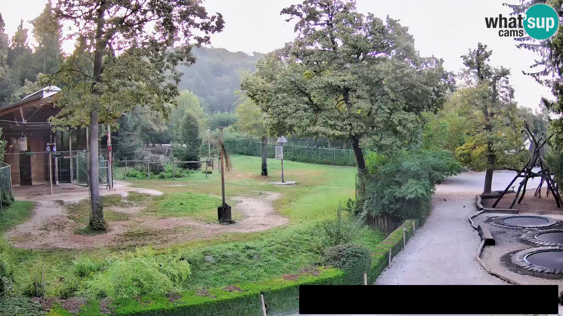 Webcam Zoo Ljubljana – Giraffes