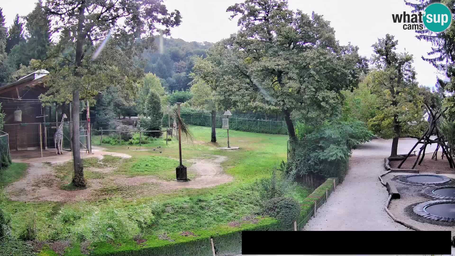 Webcam Zoo Ljubljana – Giraffes