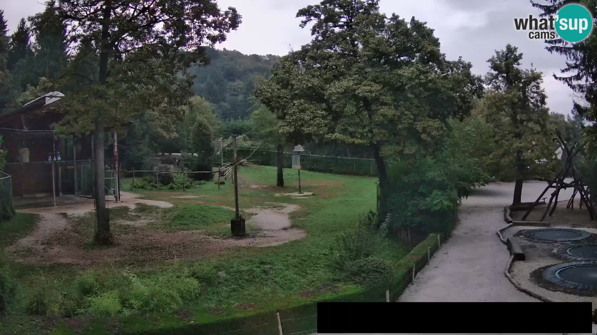 Webcam Zoo Ljubljana – Giraffes