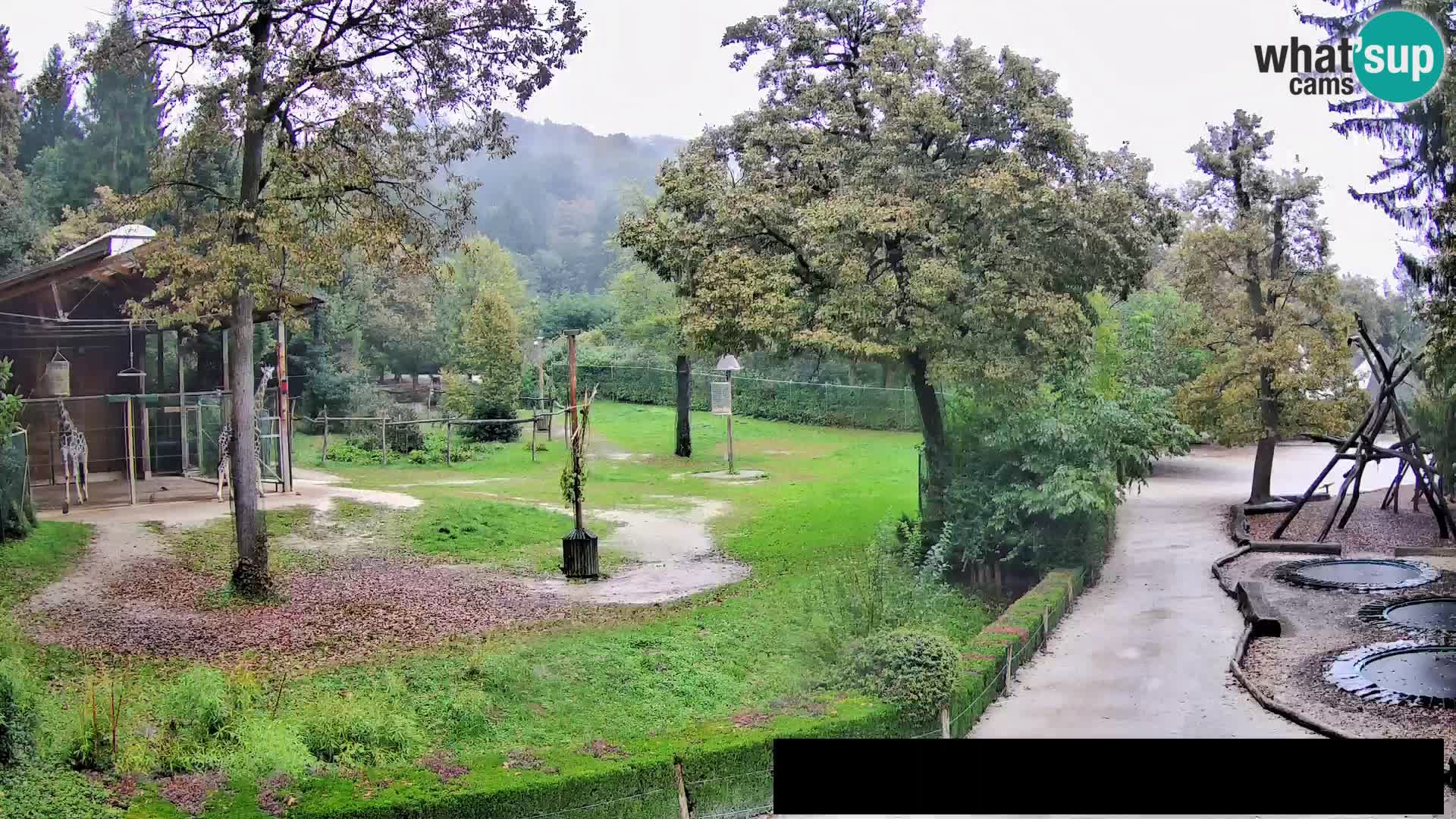 Webcam Zoo Ljubljana – Giraffes