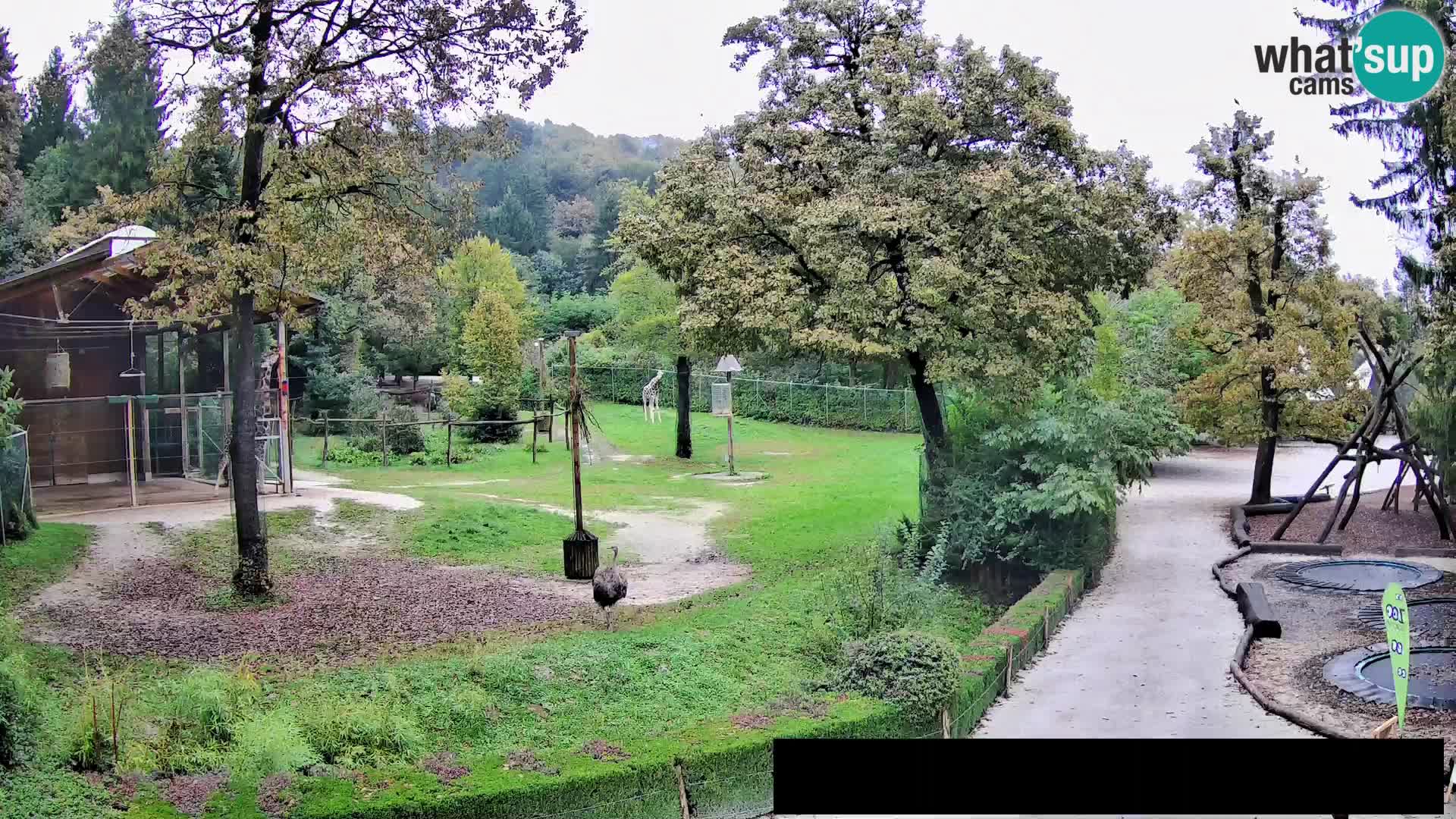 Webcam Zoo Ljubljana – Jirafas