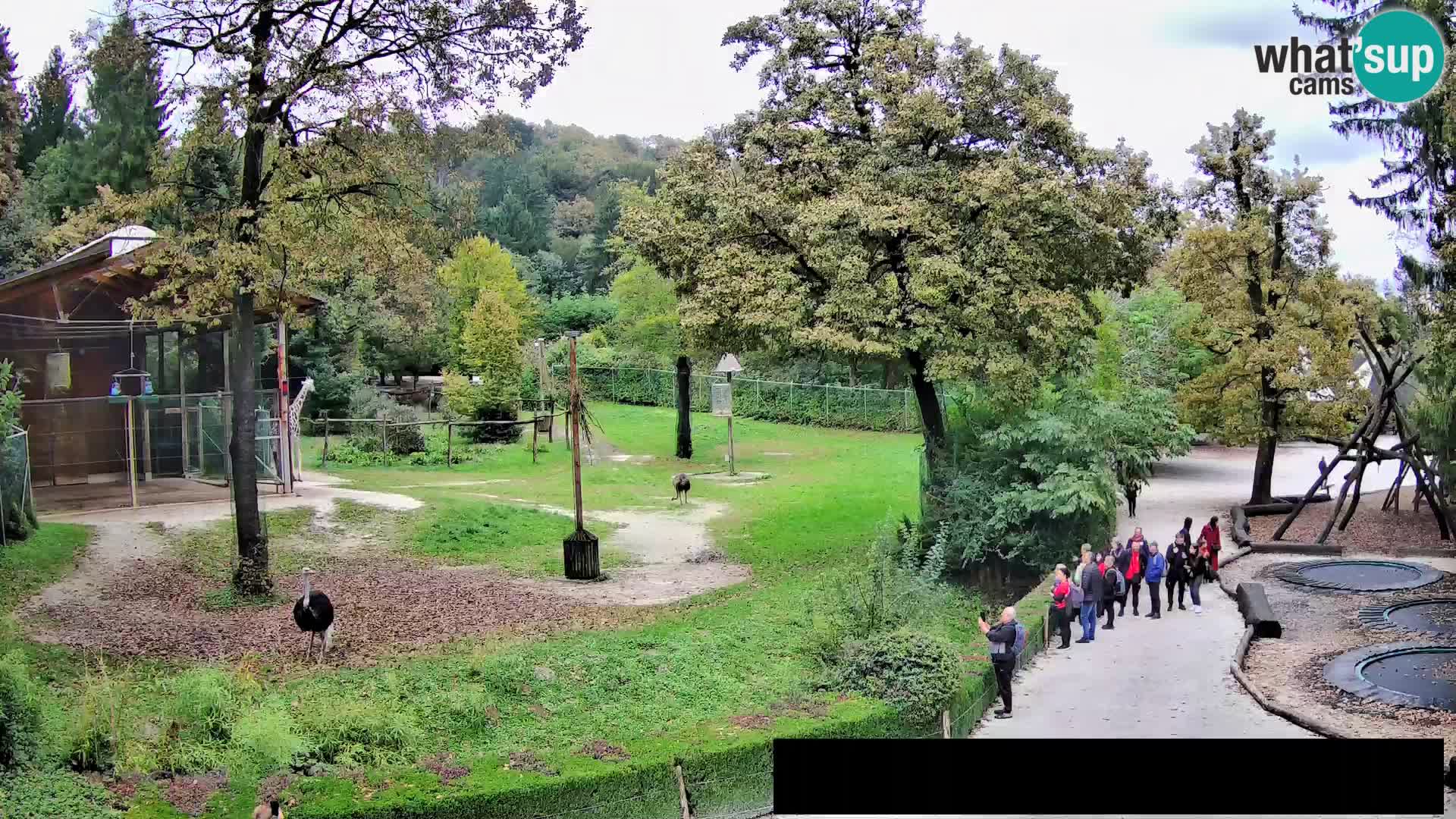 Webcam Zoo Ljubljana – Giraffes