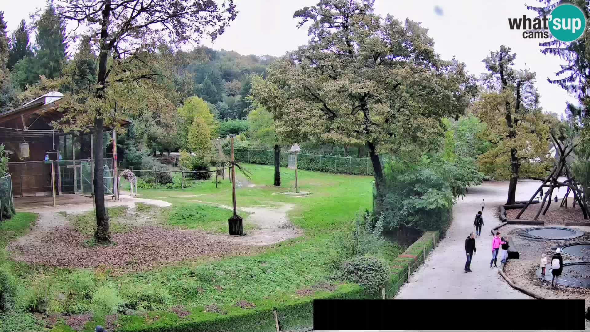 Webcam Zoo Ljubljana – Giraffes