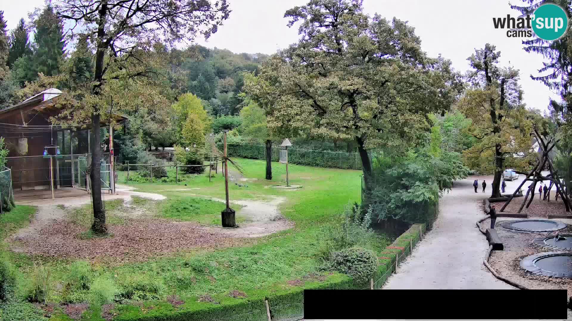 Webcam Zoo Ljubljana – Giraffes