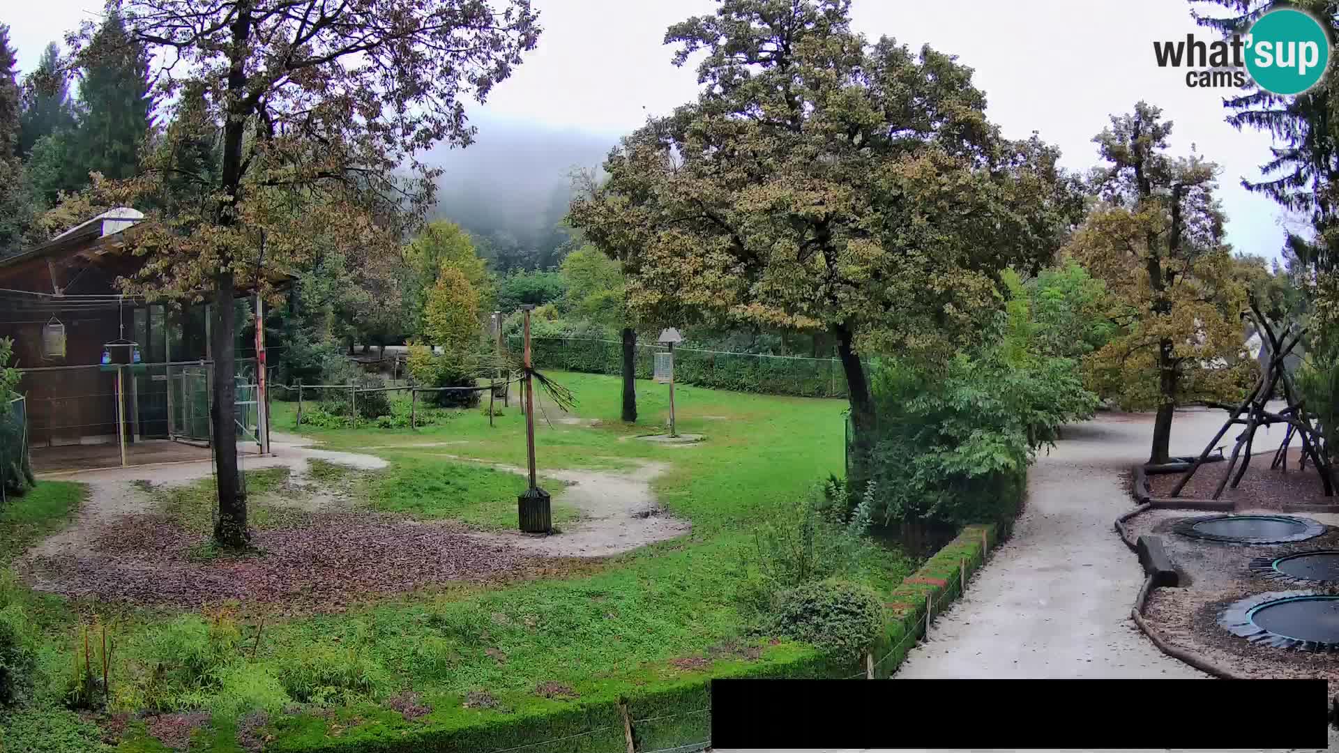 Webcam Zoo Ljubljana – Giraffen