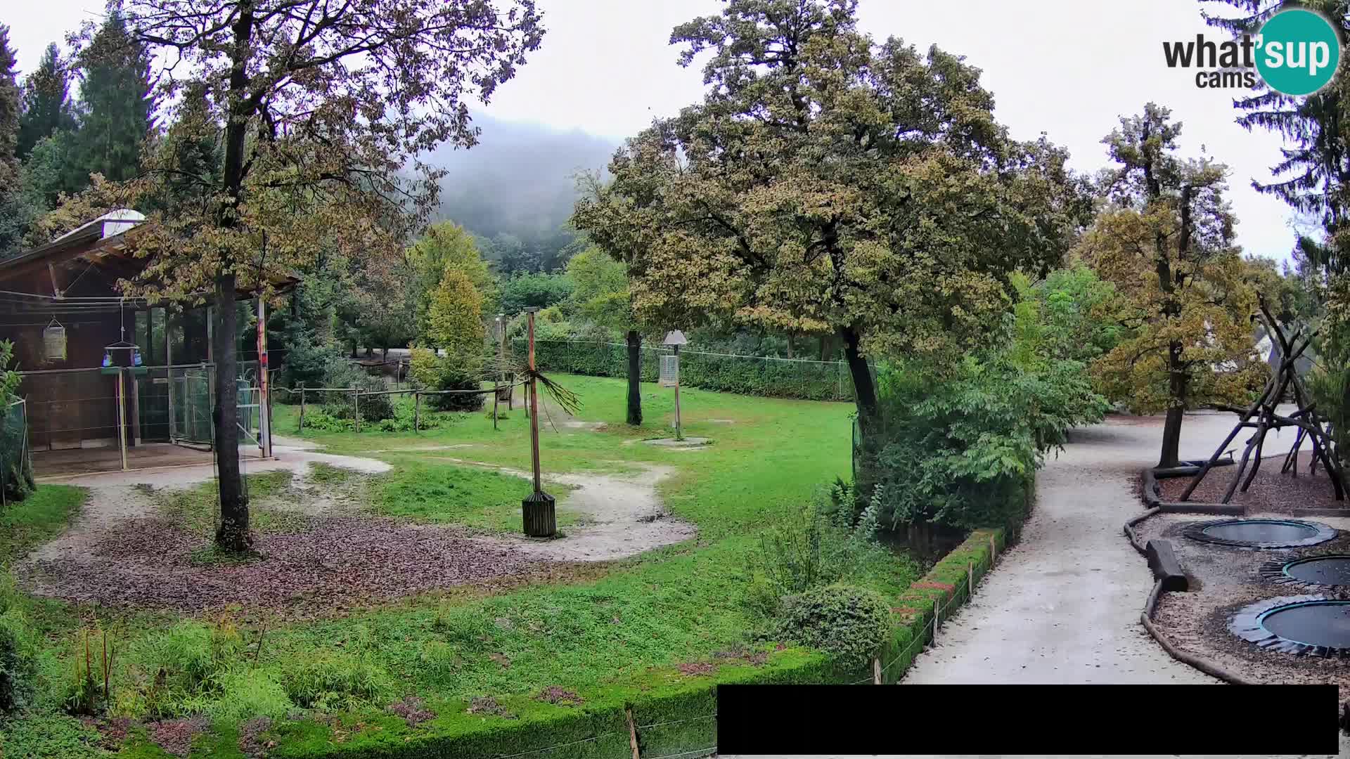 Webcam Zoo Ljubljana – Giraffes