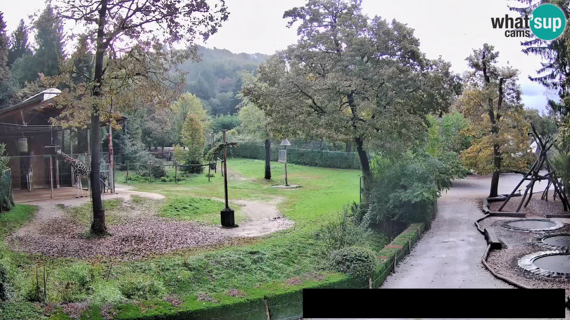 Webcam live Zoo Lubiana – Giraffe