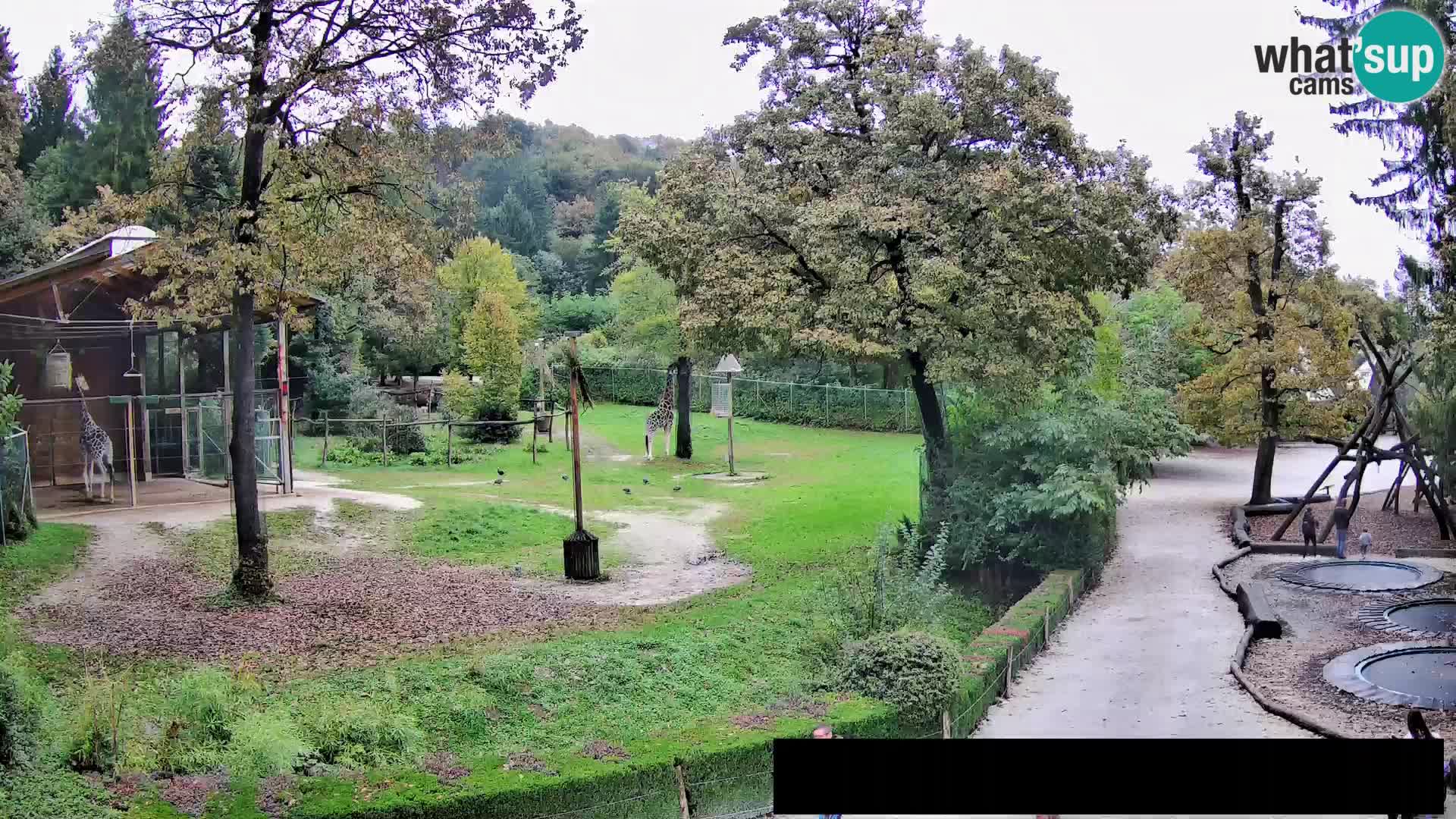 Webcam live Zoo Lubiana – Giraffe