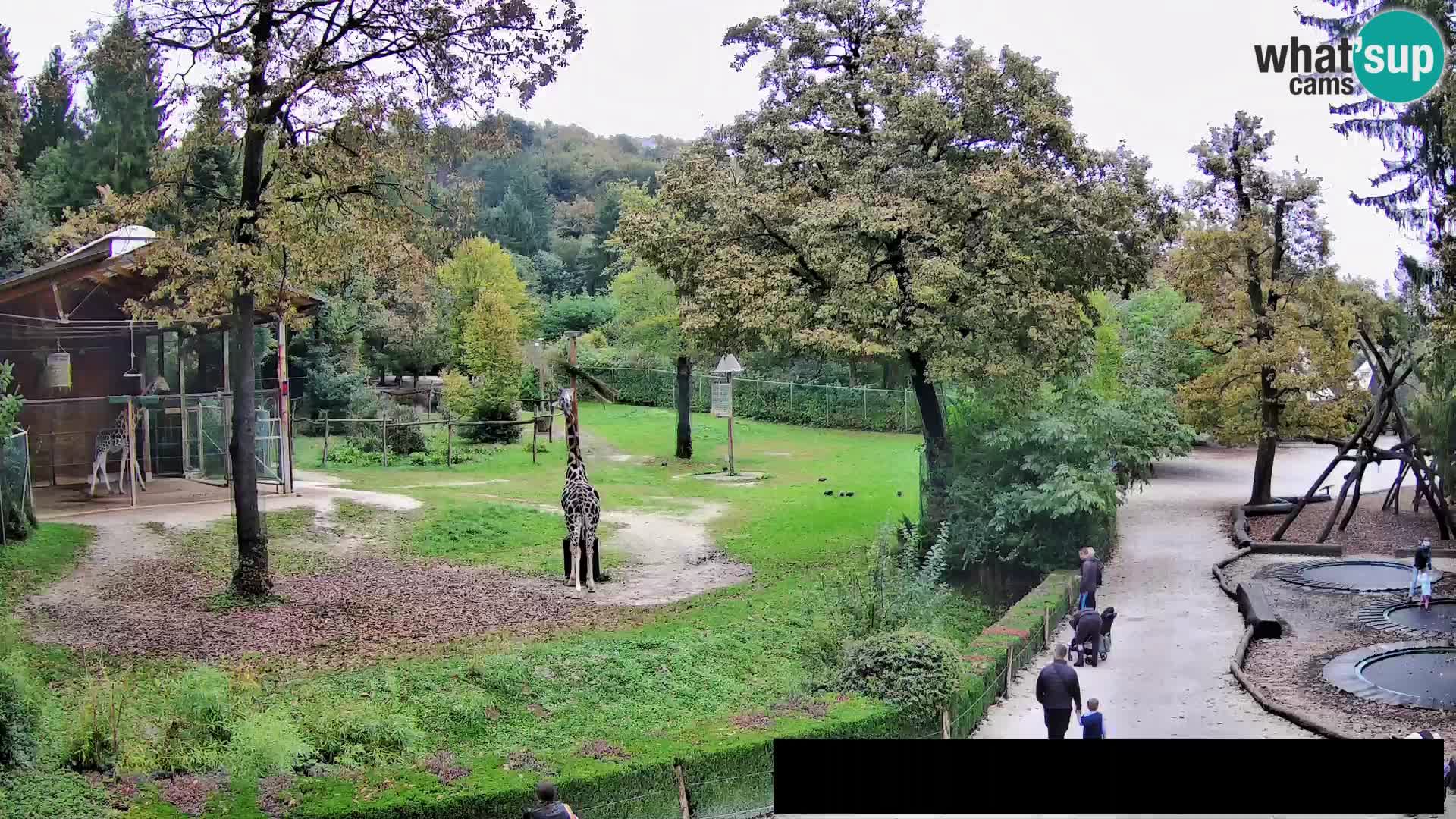 Webcam live Zoo Lubiana – Giraffe